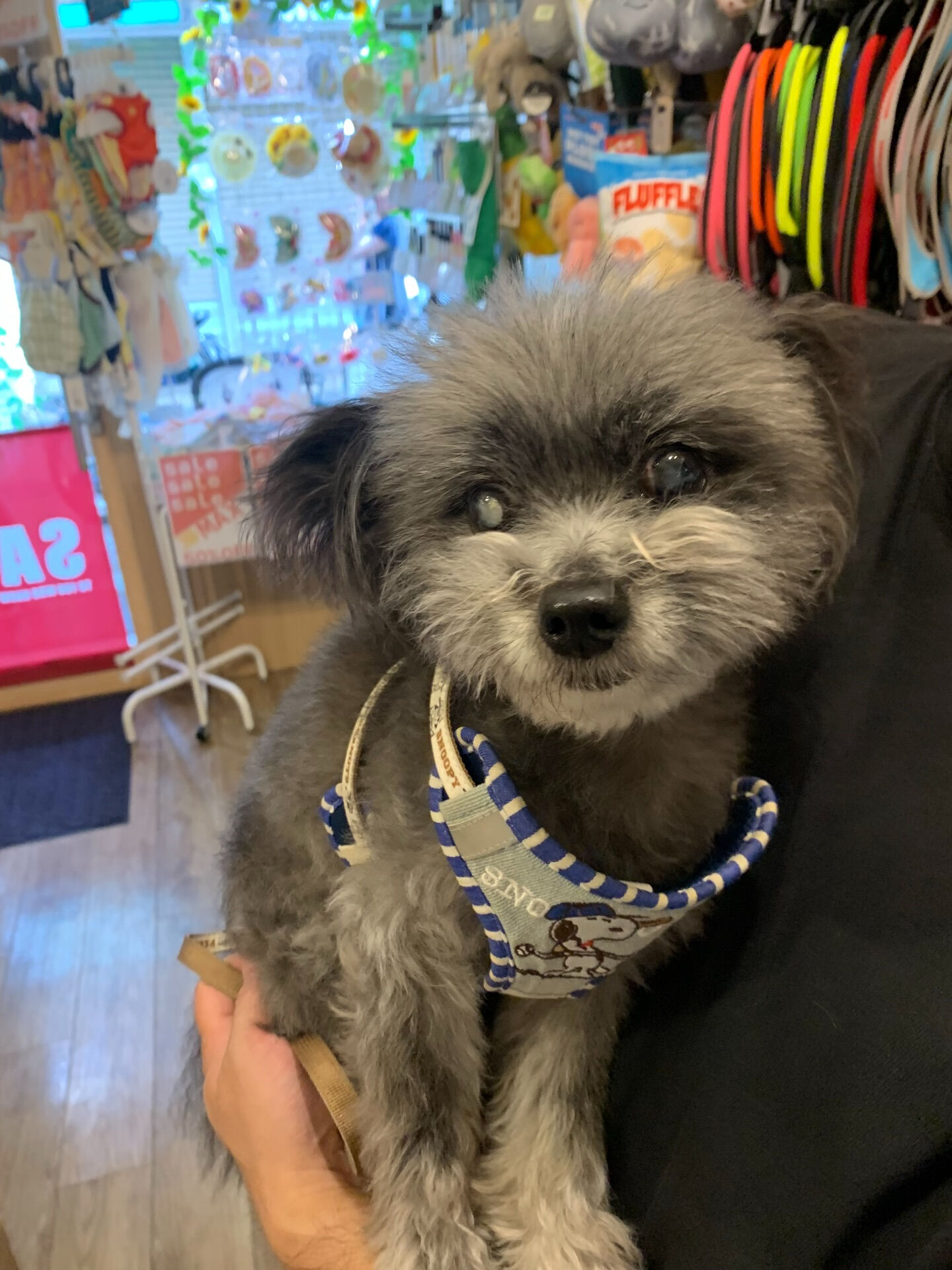 プリンスくんご来店ありがとうございます😊