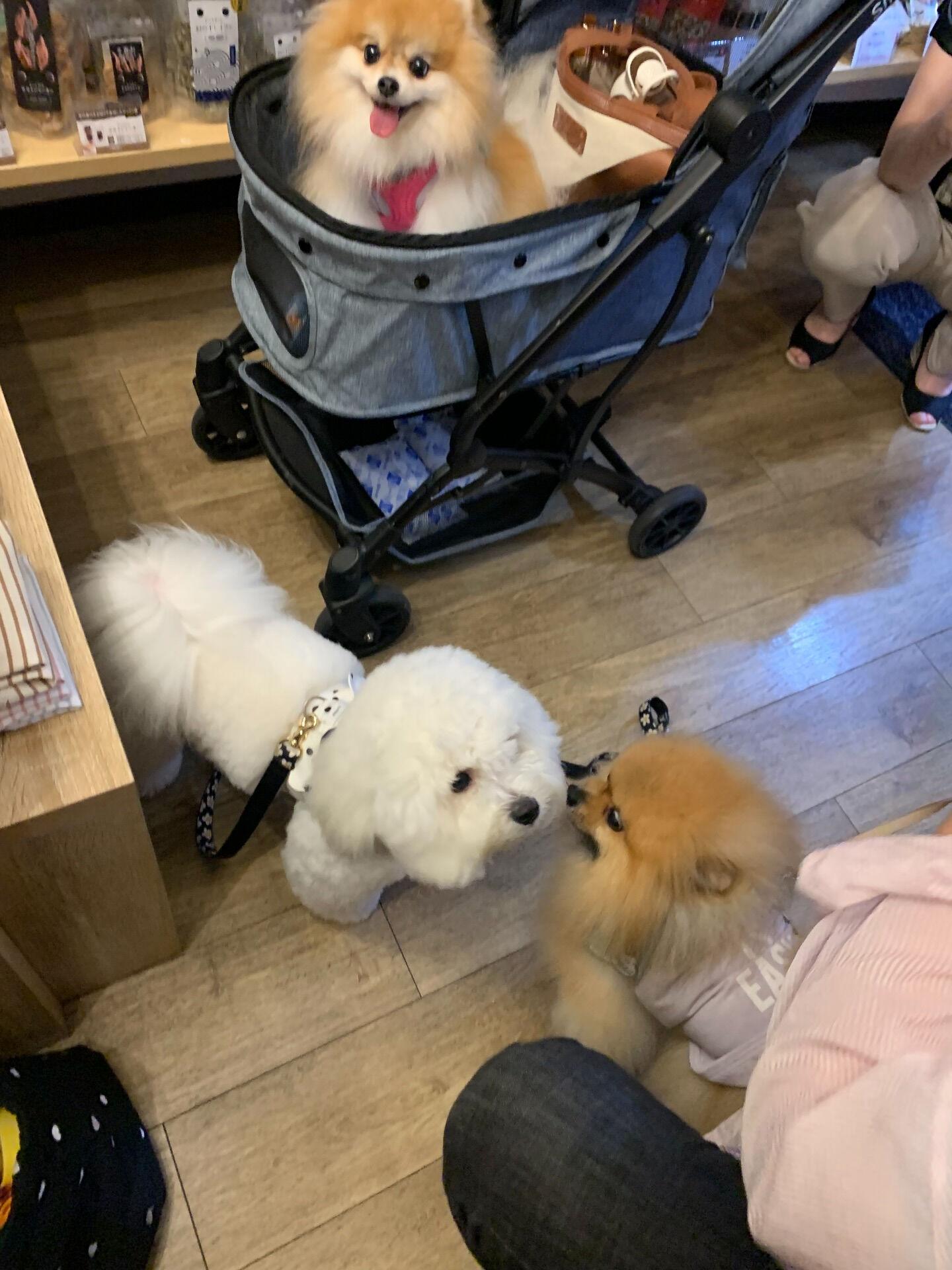 そらくん、ルナちゃんご来店ありがとうございます😊