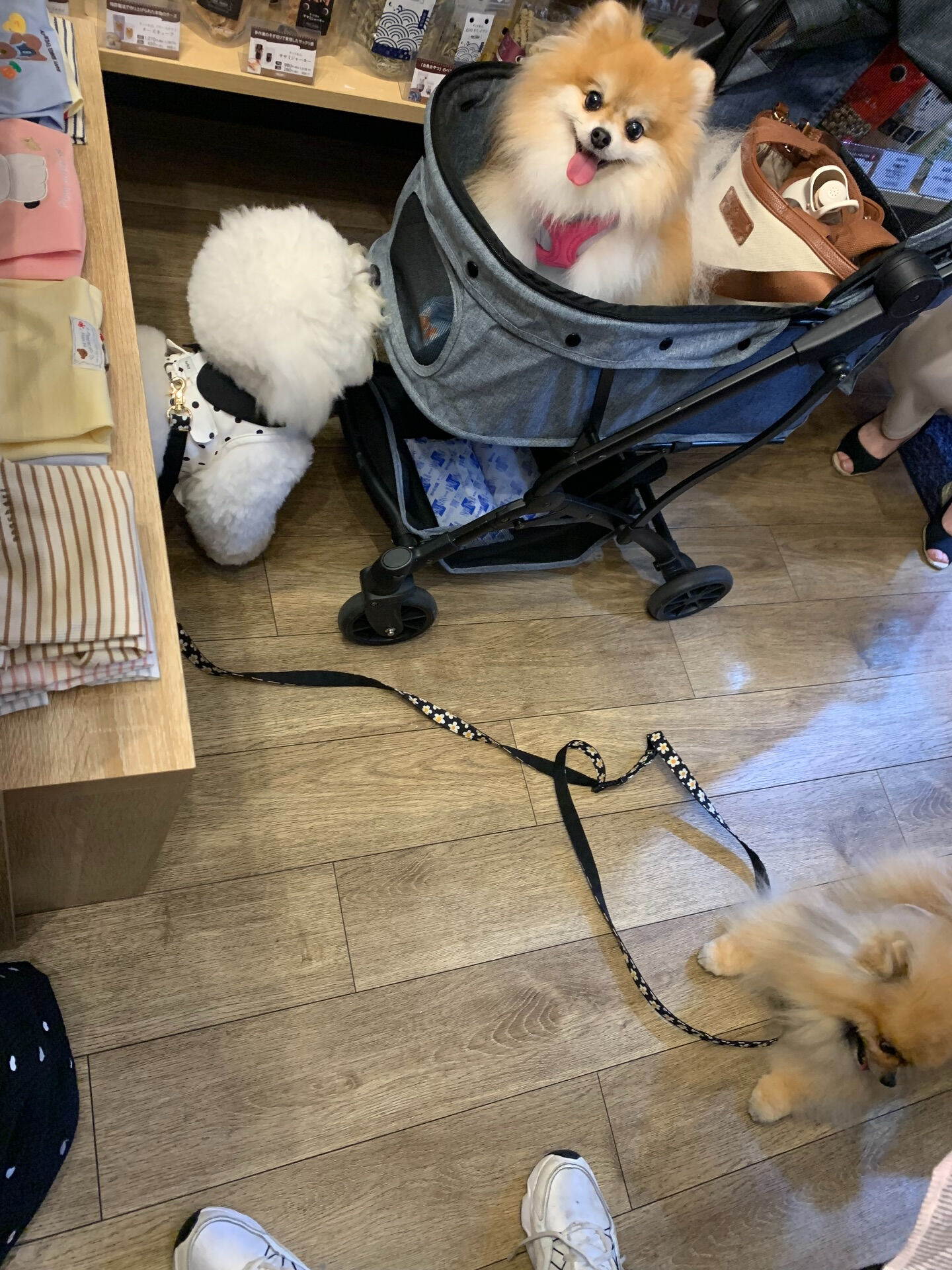 そらくん、ルナちゃんご来店ありがとうございます😊