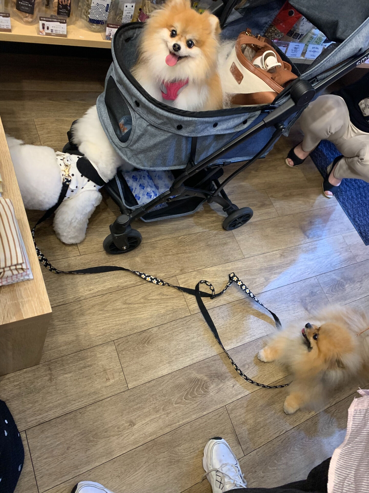 そらくん、ルナちゃんご来店ありがとうございます😊