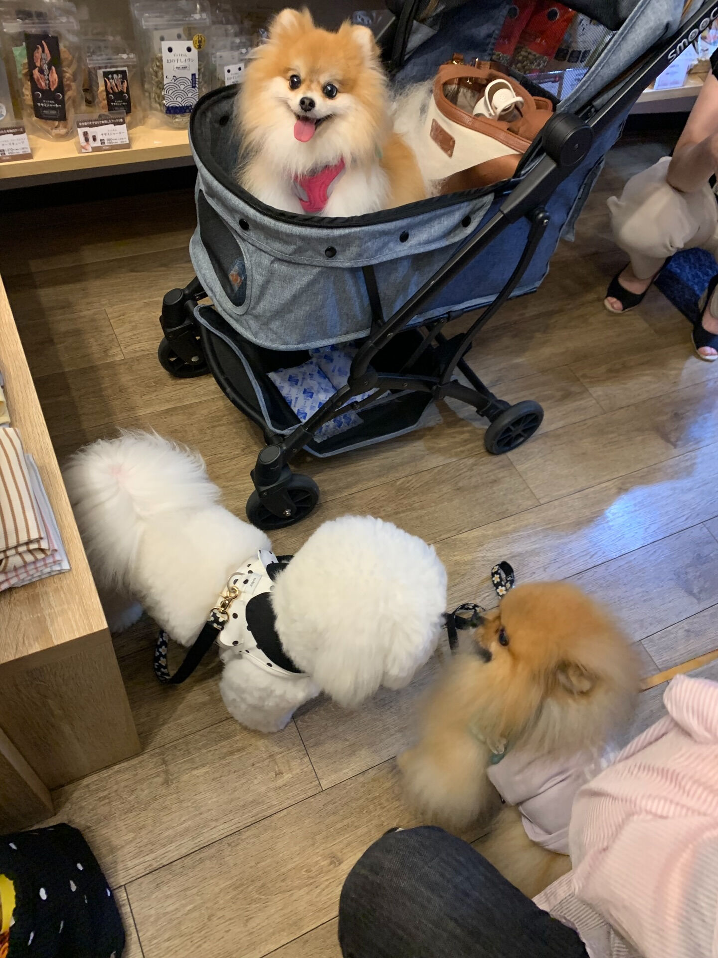 そらくん、ルナちゃんご来店ありがとうございます😊