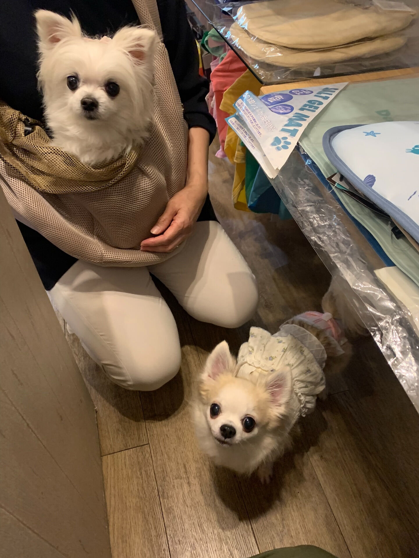 ももちゃん、ここちゃんご来店ありがとうございます😊