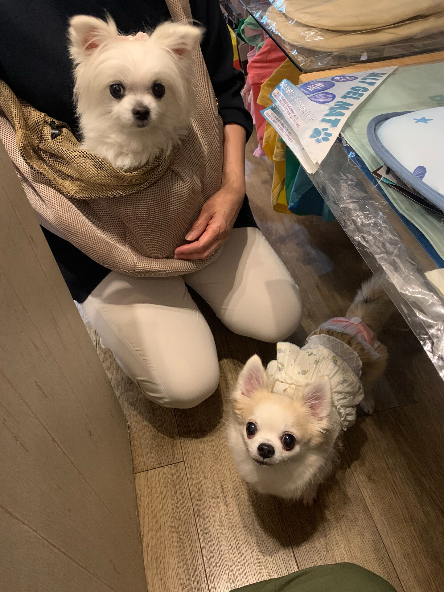 ももちゃん、ここちゃんご来店ありがとうございます😊