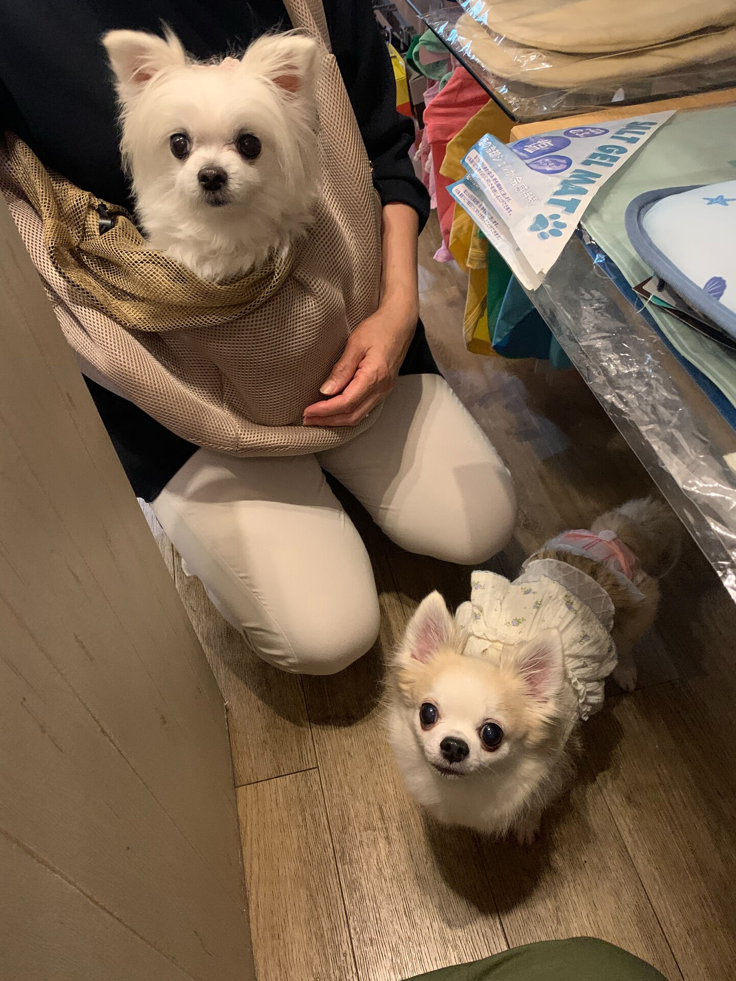 ももちゃん、ここちゃんご来店ありがとうございます😊