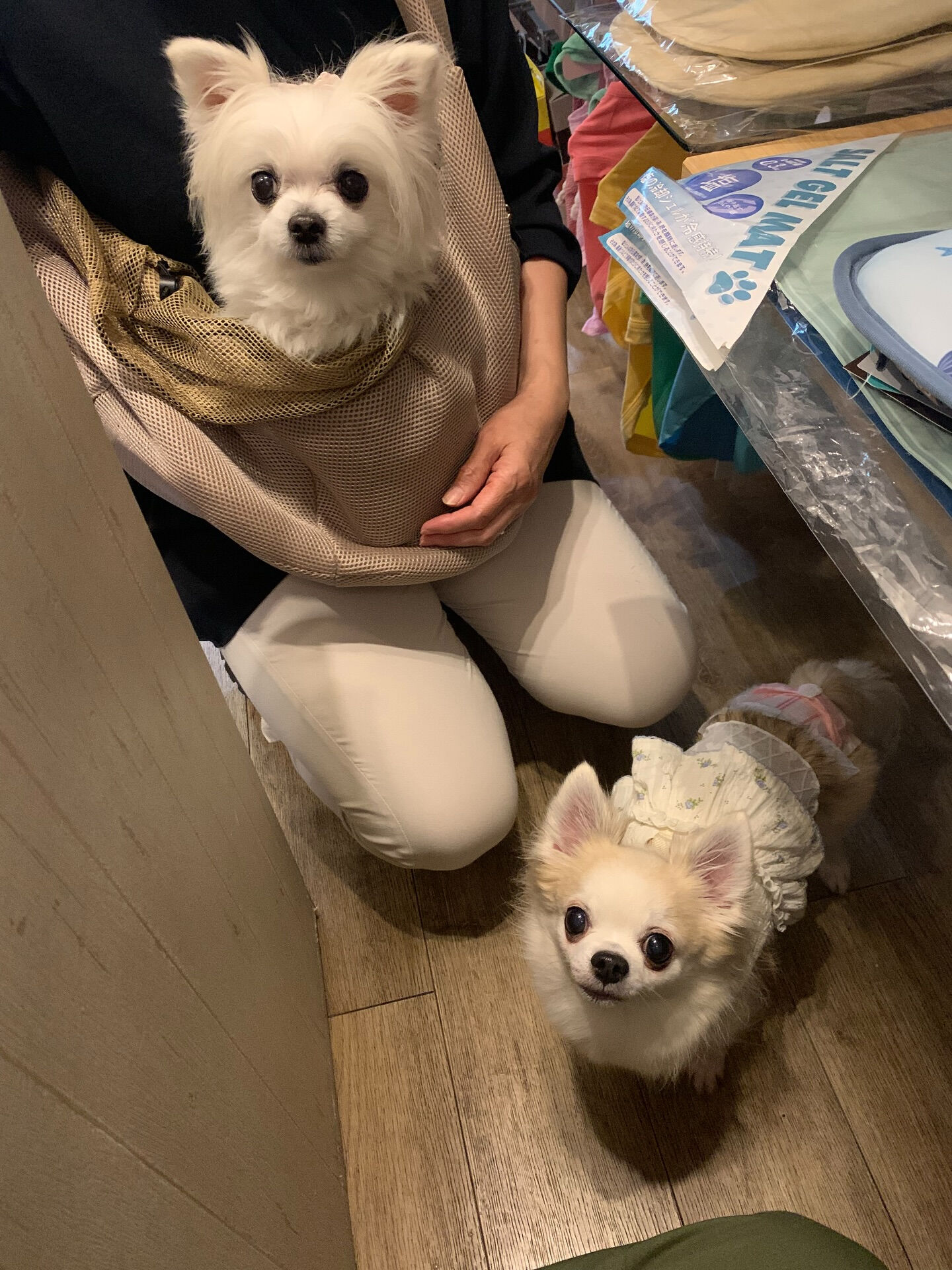 ももちゃん、ここちゃんご来店ありがとうございます😊
