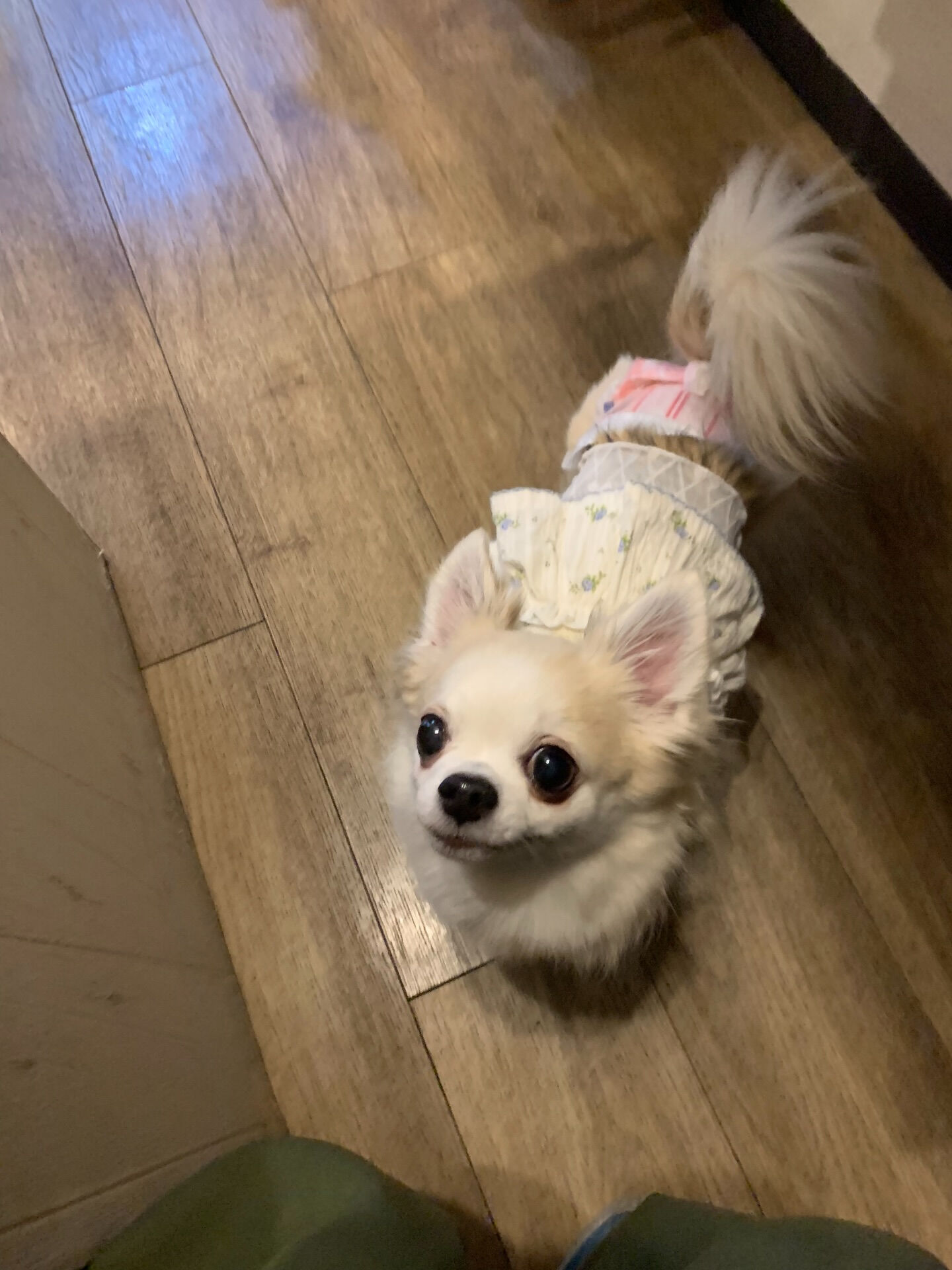 ももちゃん、ここちゃんご来店ありがとうございます😊
