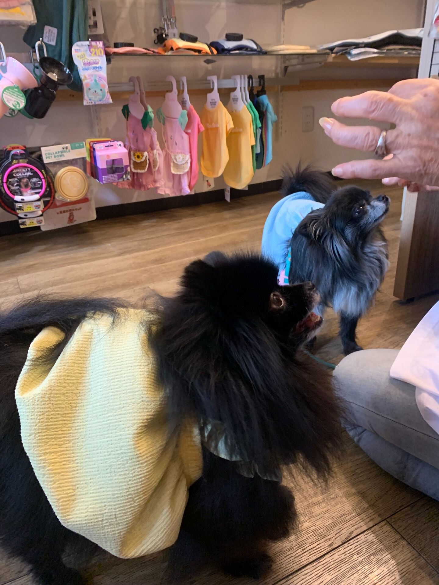 本日の大トリは、ラナちゃんでしたー✨