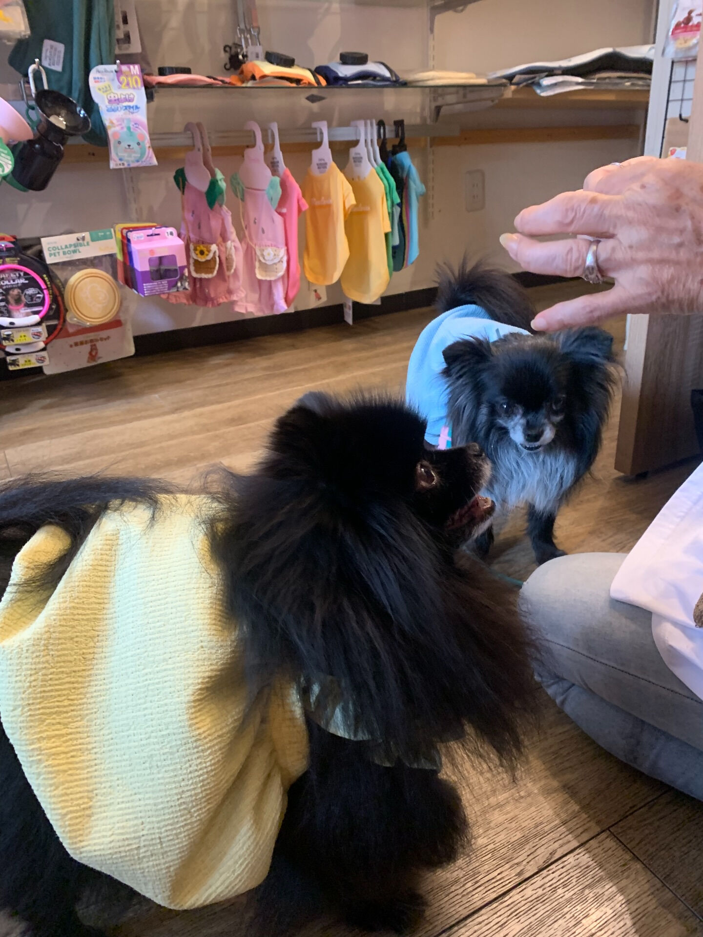 本日の大トリは、ラナちゃんでしたー✨