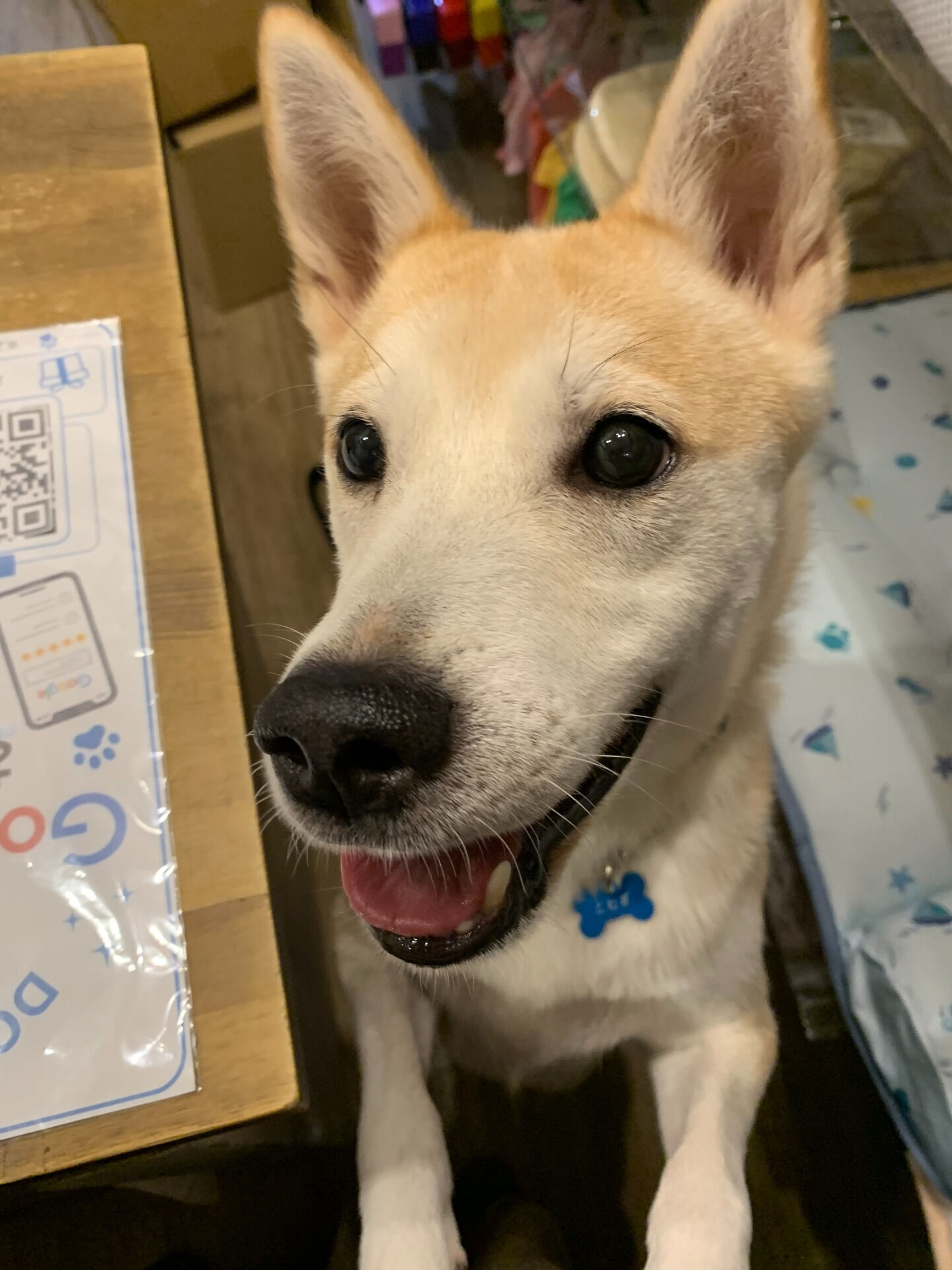 本日の大トリは、こむぎくんでしたー👏