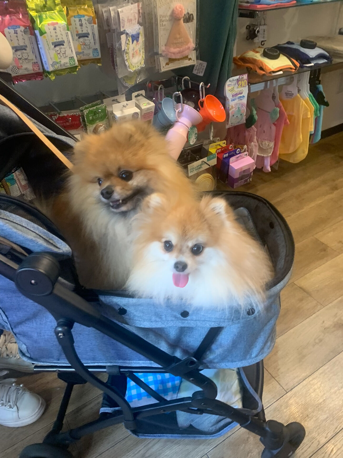 そらくん、ルナちゃんご来店ありがとうございます😊