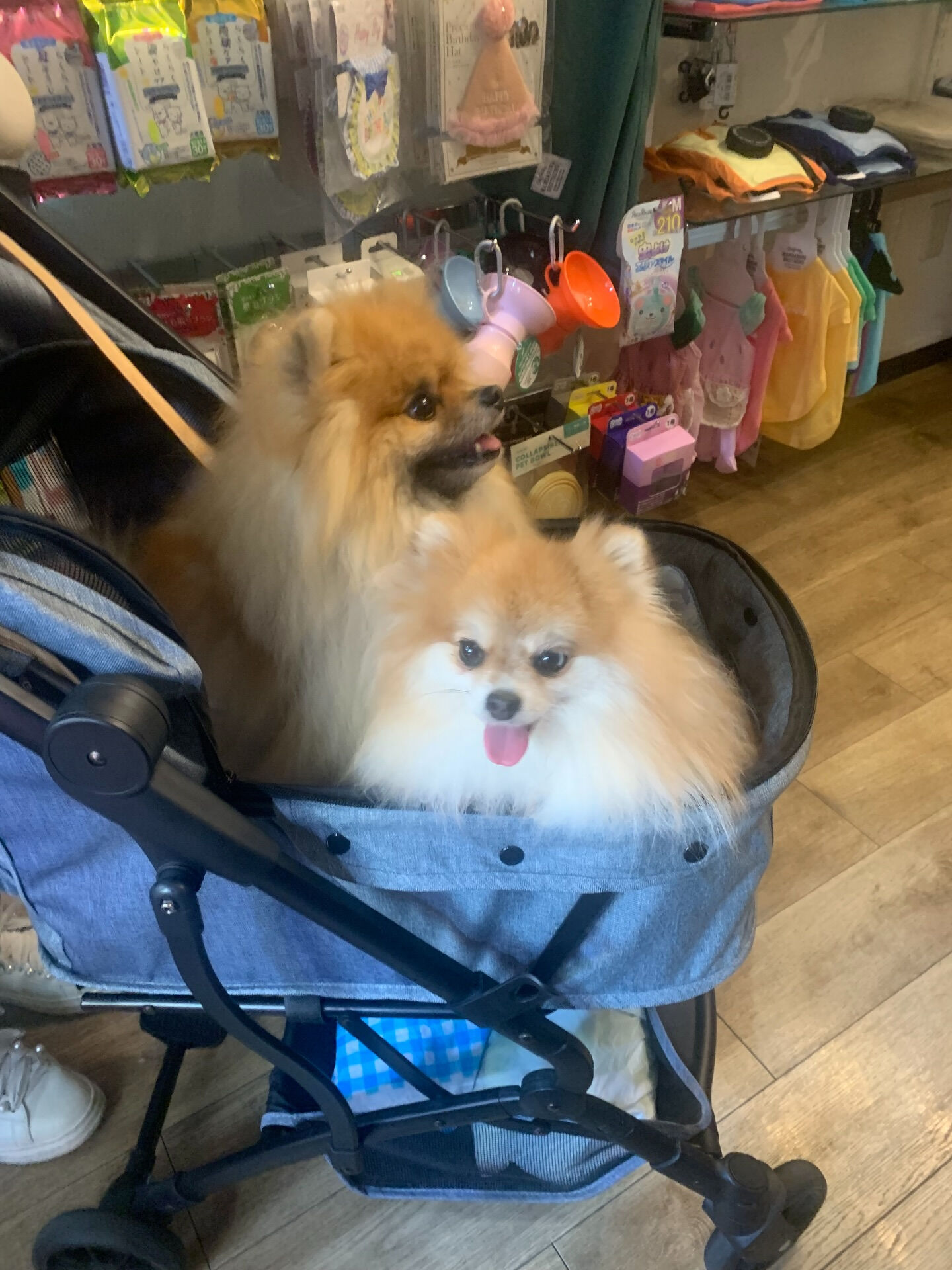 そらくん、ルナちゃんご来店ありがとうございます😊