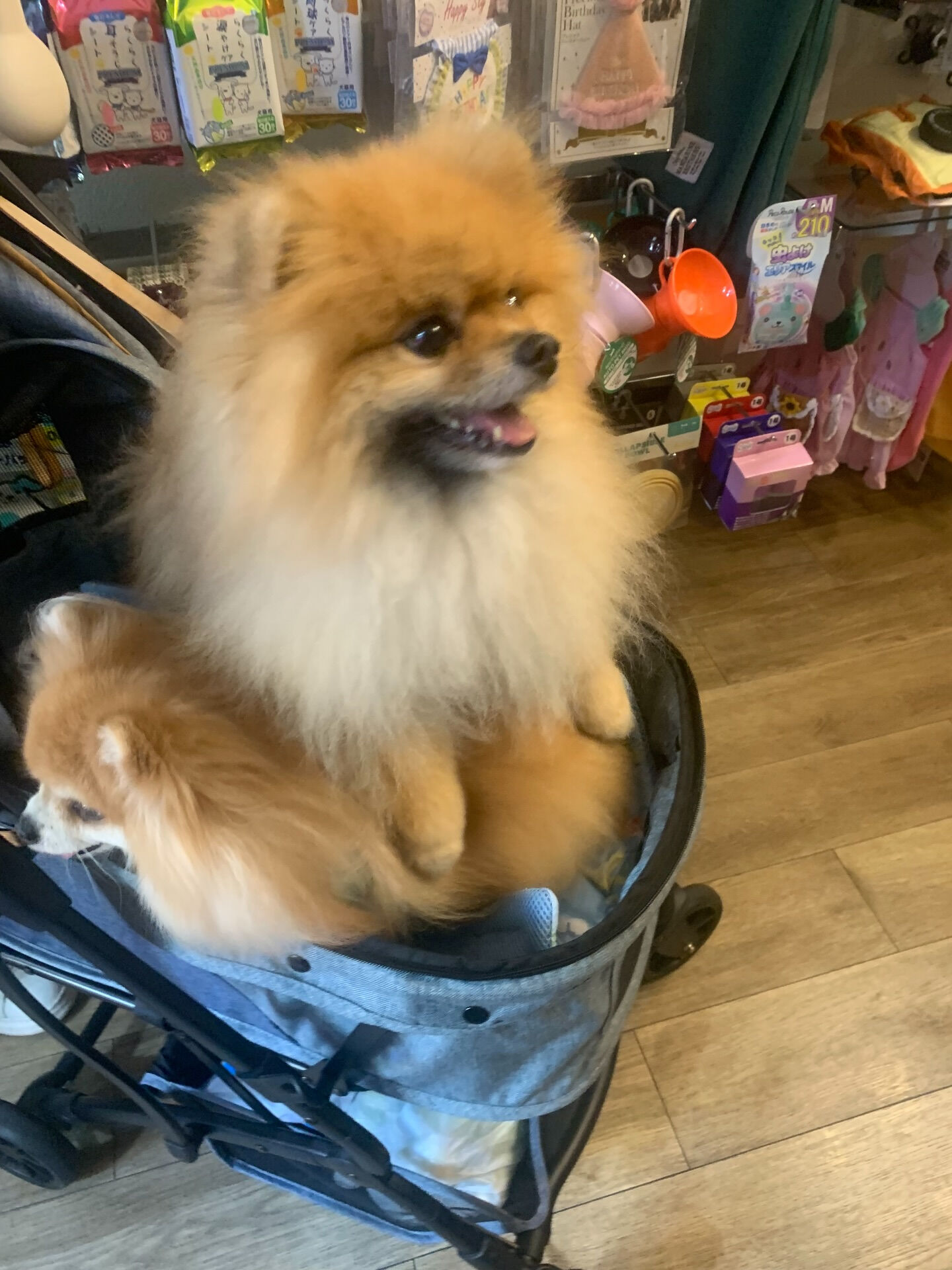 そらくん、ルナちゃんご来店ありがとうございます😊