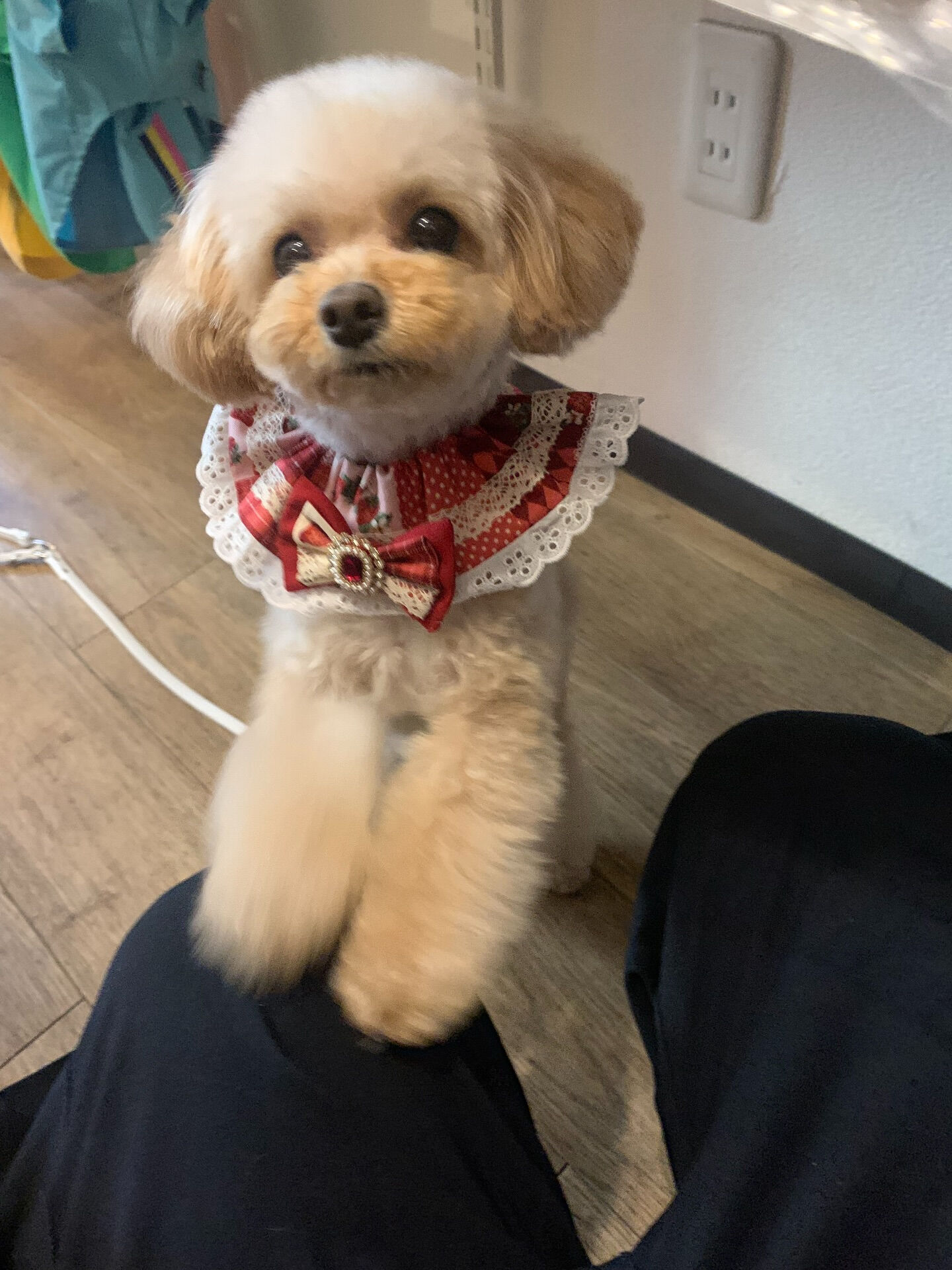 ルナちゃんご来店ありがとうございます😊