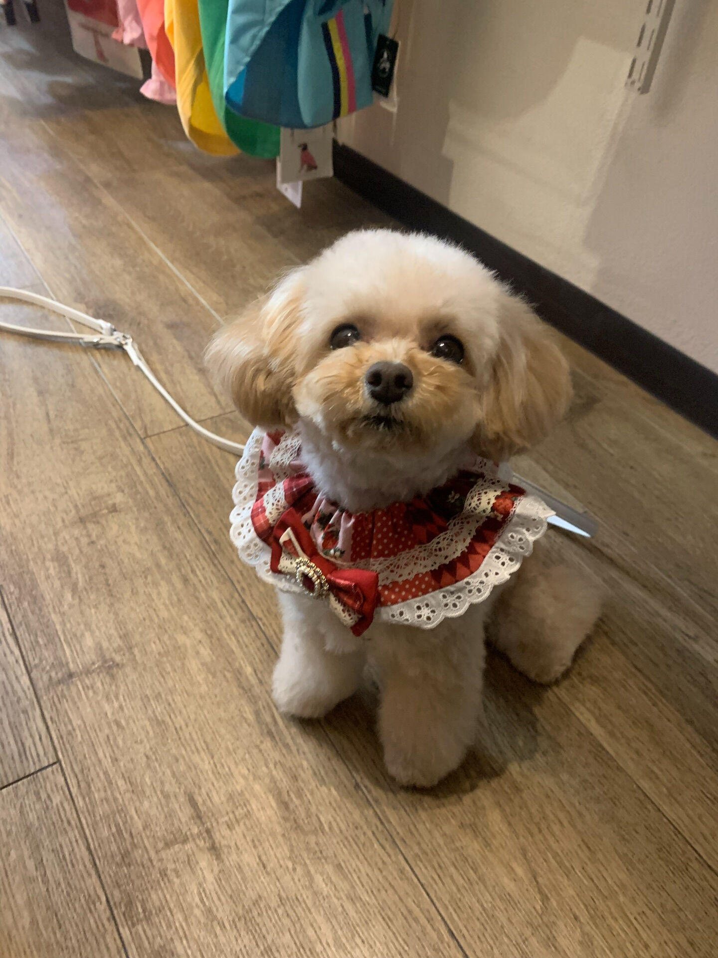 ルナちゃんご来店ありがとうございます😊
