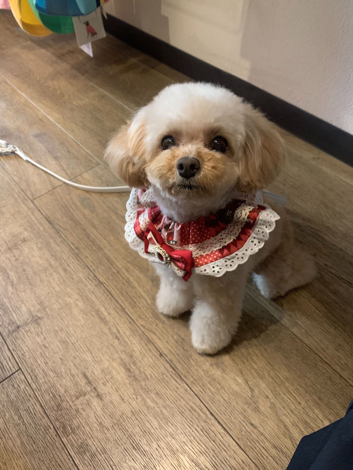 ルナちゃんご来店ありがとうございます😊