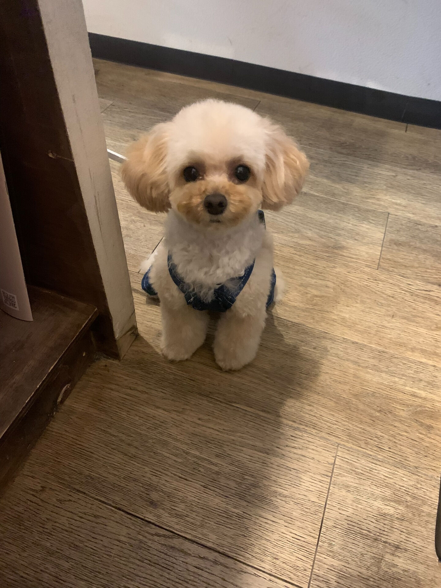 ルナちゃんご来店ありがとうございます😊