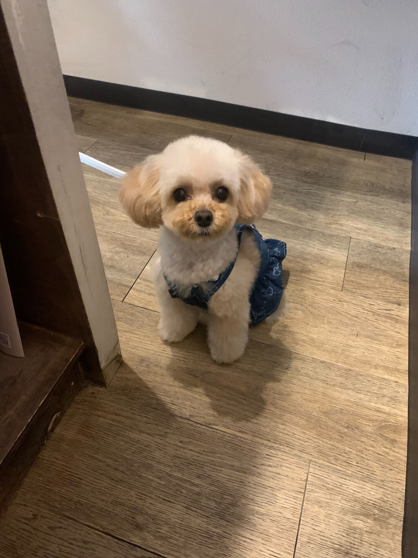 ルナちゃんご来店ありがとうございます😊