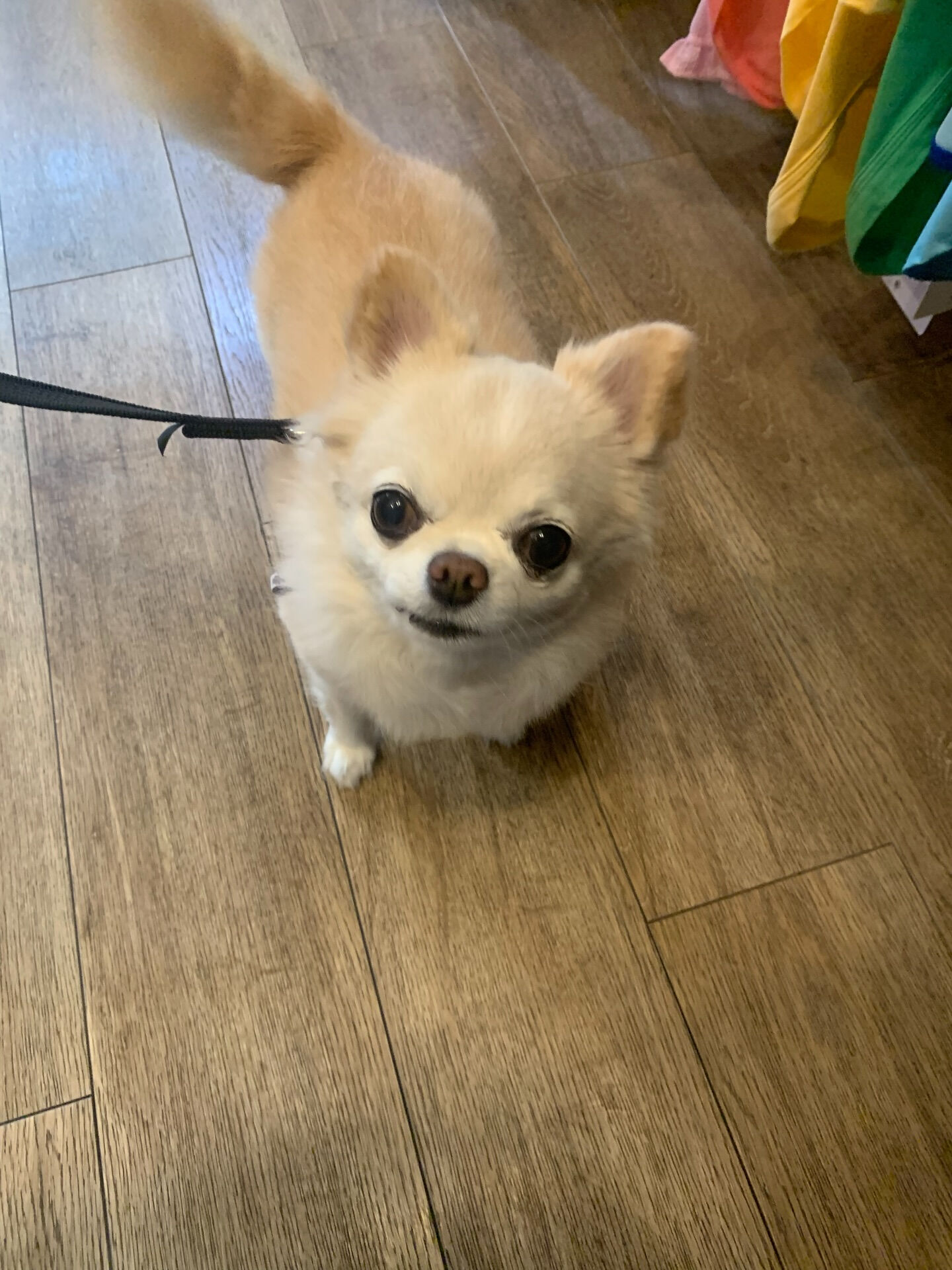 ルルちゃんご来店ありがとうございます😊
