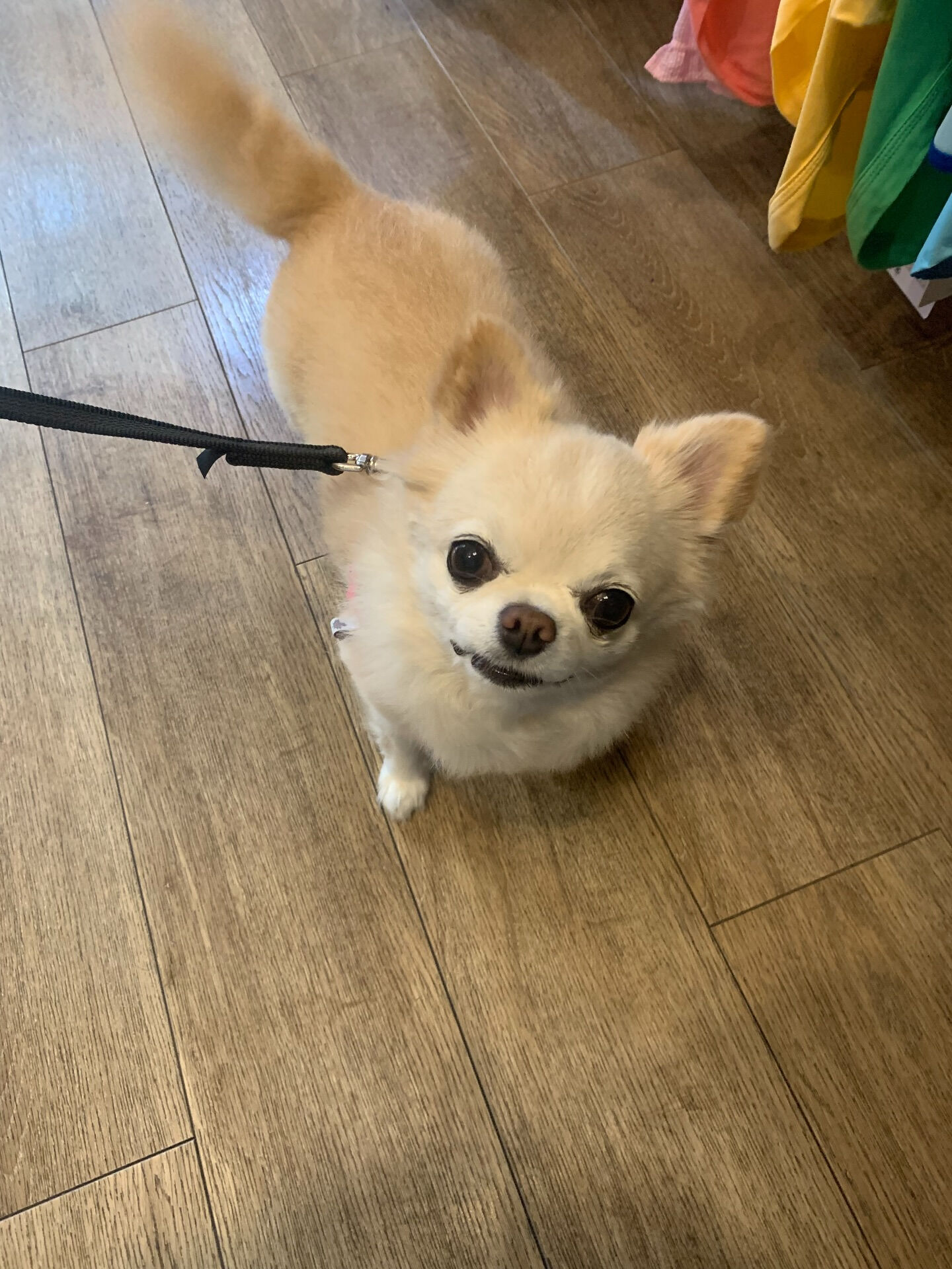 ルルちゃんご来店ありがとうございます😊