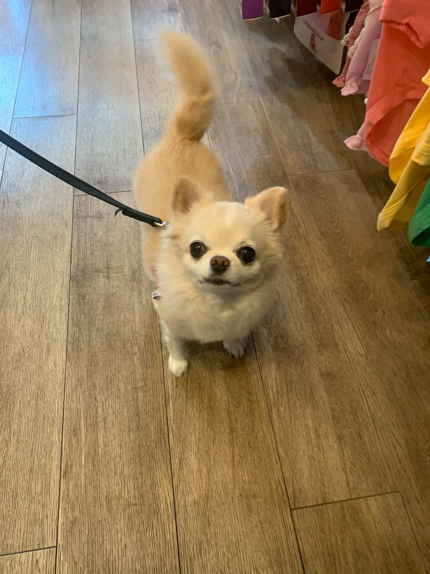 ルルちゃんご来店ありがとうございます😊