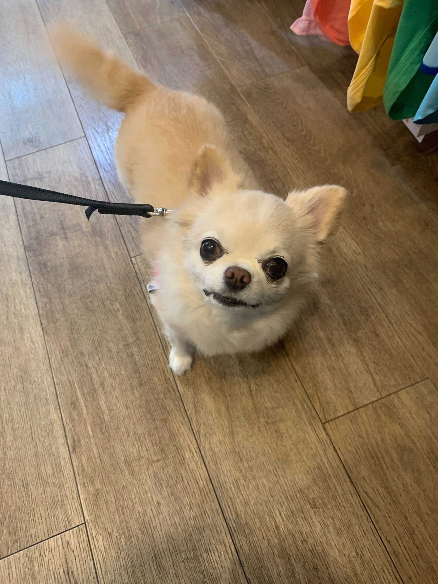 ルルちゃんご来店ありがとうございます😊