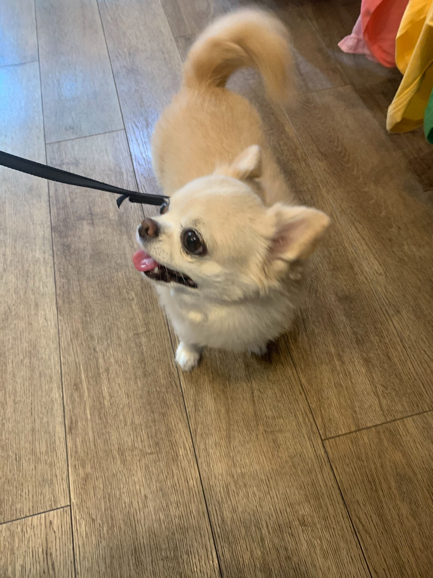 ルルちゃんご来店ありがとうございます😊