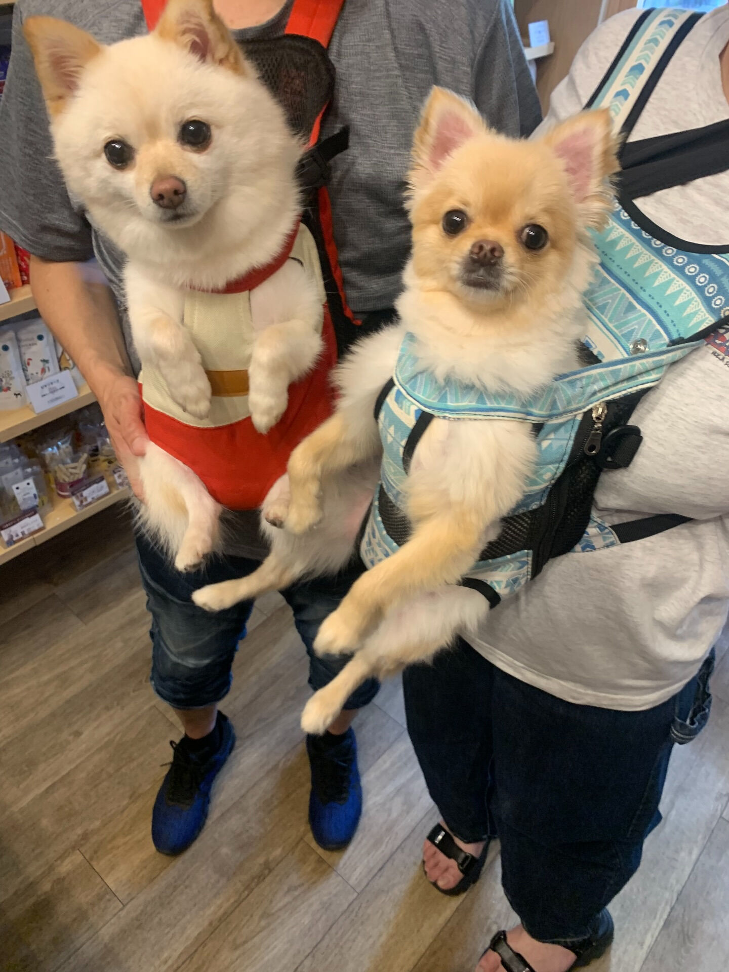 ももちゃん、ちくわくんご来店ありがとうございます☺️