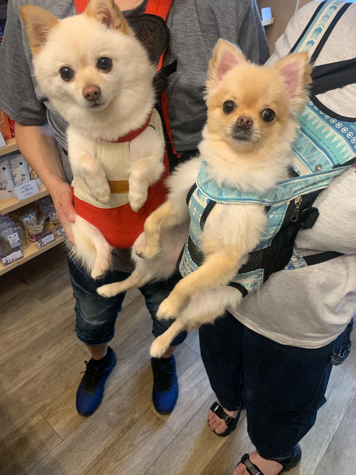 ももちゃん、ちくわくんご来店ありがとうございます☺️
