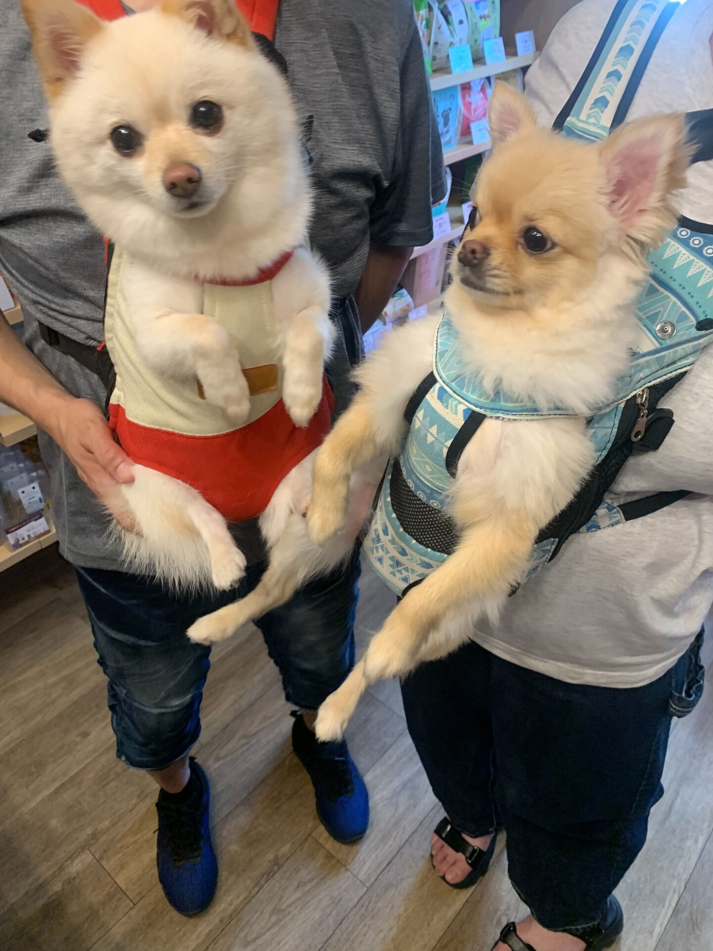 ももちゃん、ちくわくんご来店ありがとうございます☺️