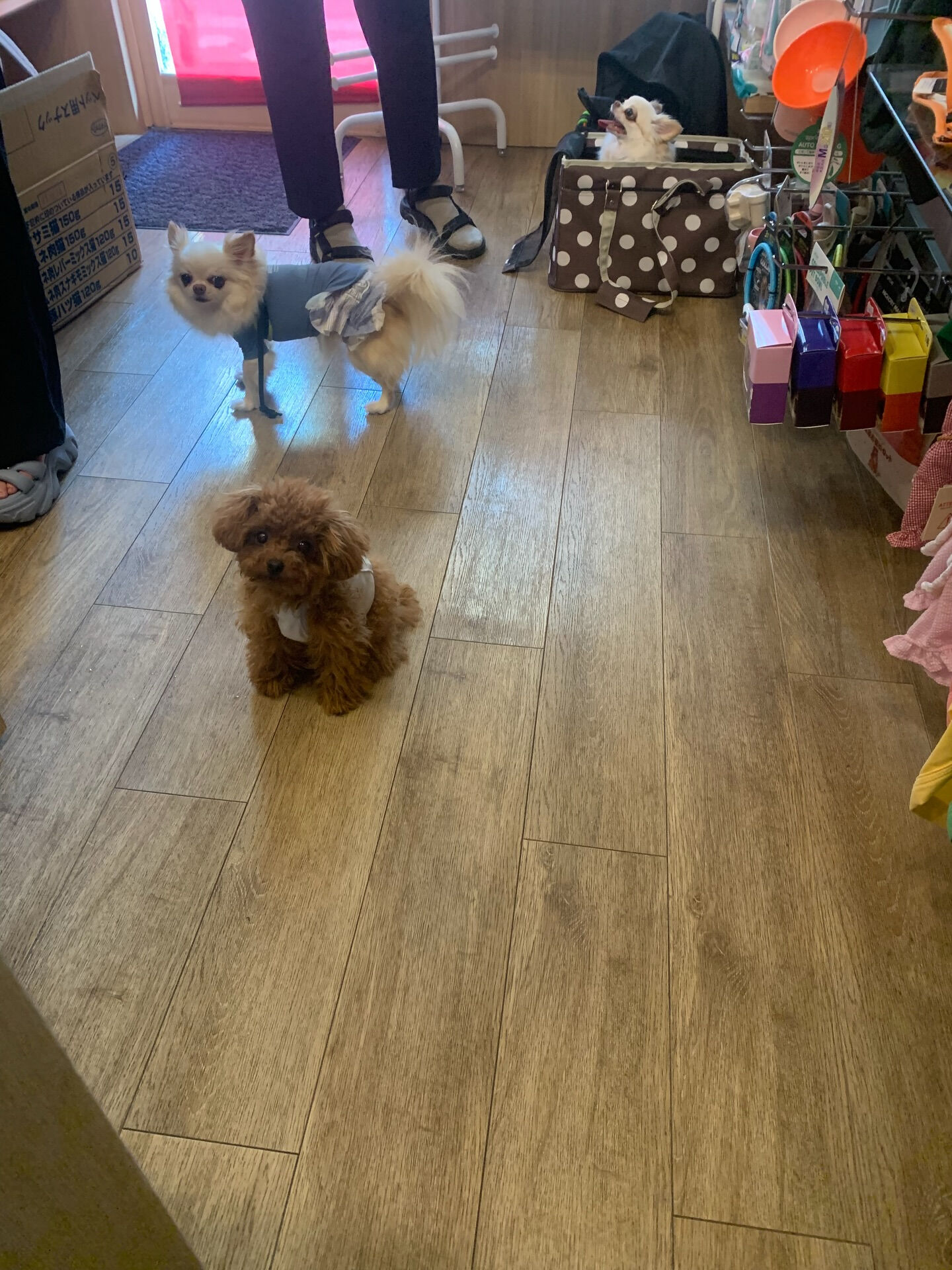 ひふみちゃん、ローくん、もこちゃんご来店ありがとうございます