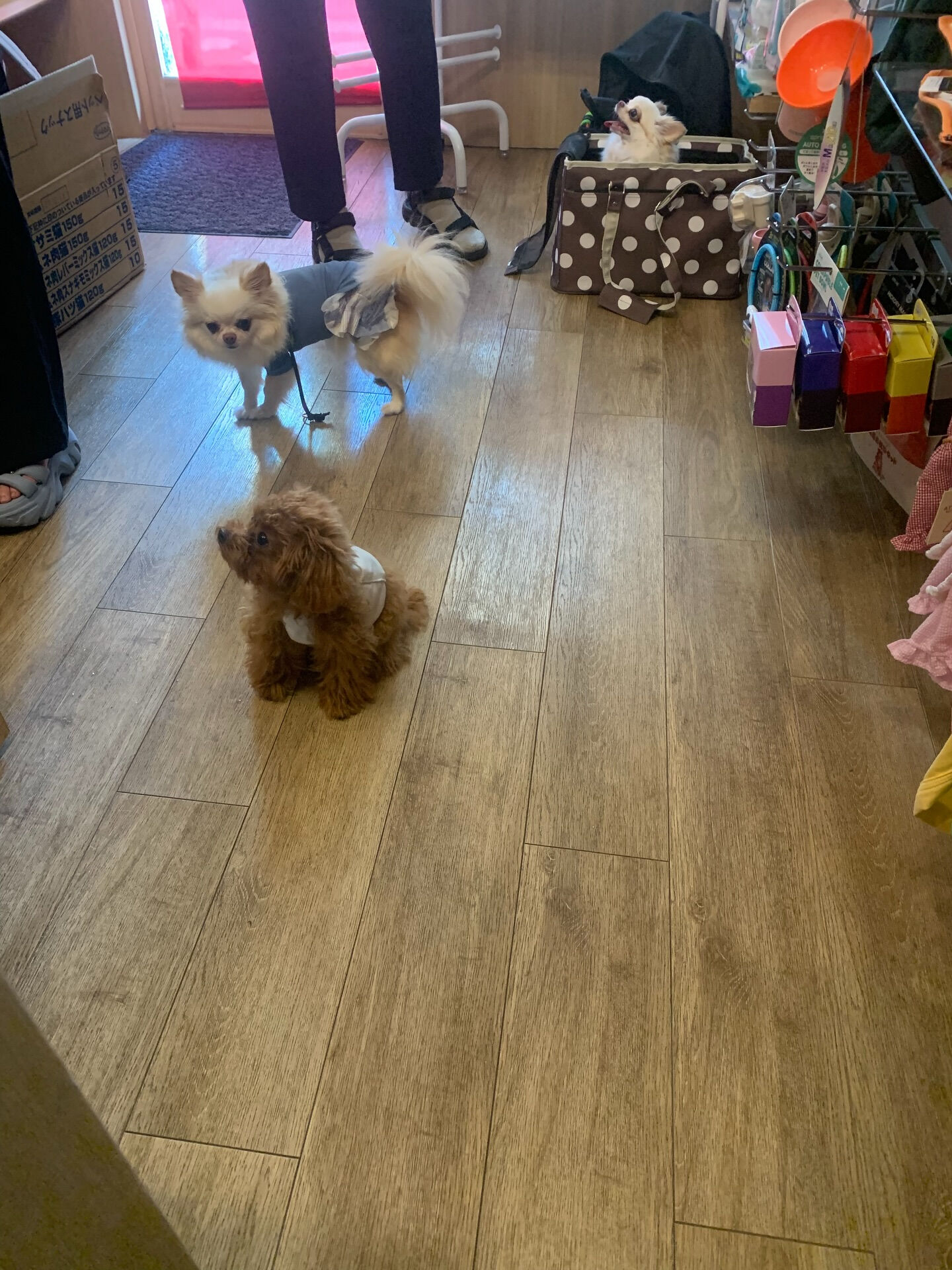 ひふみちゃん、ローくん、もこちゃんご来店ありがとうございます