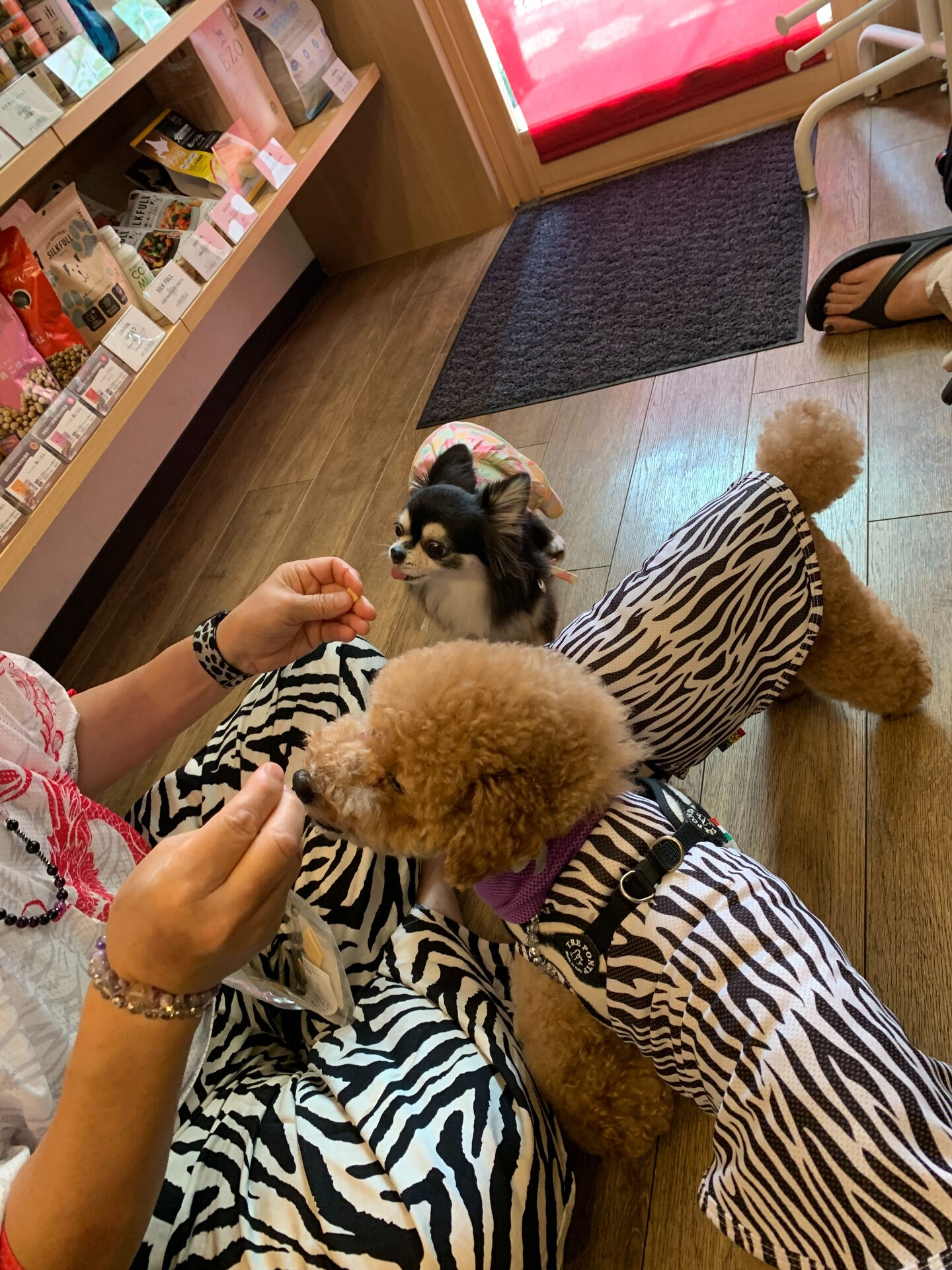 ティアくん、レオくん、こはるちゃんご来店ありがとうございます