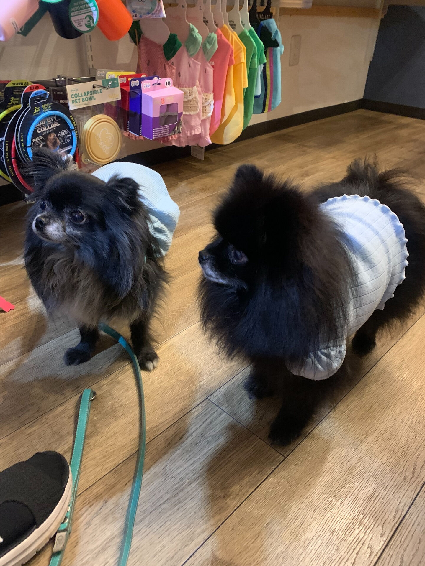 ラナちゃんご来店ありがとうございます😊