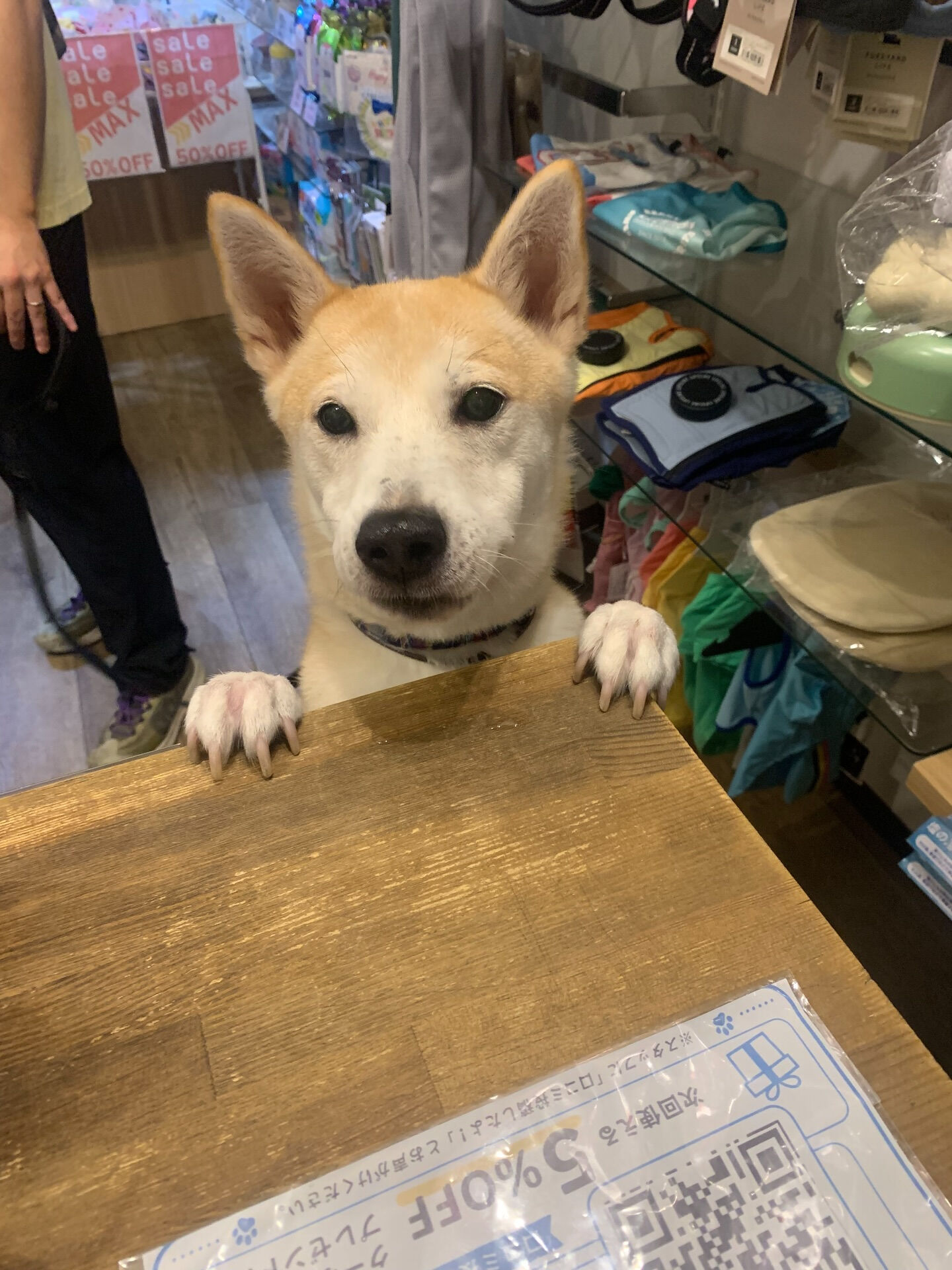 こむぎくんご来店ありがとうございます😊