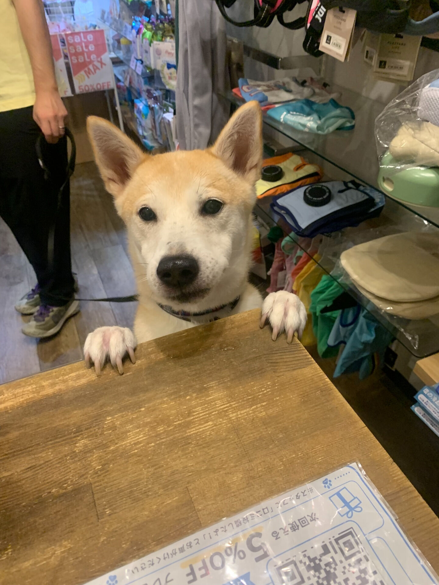 こむぎくんご来店ありがとうございます😊