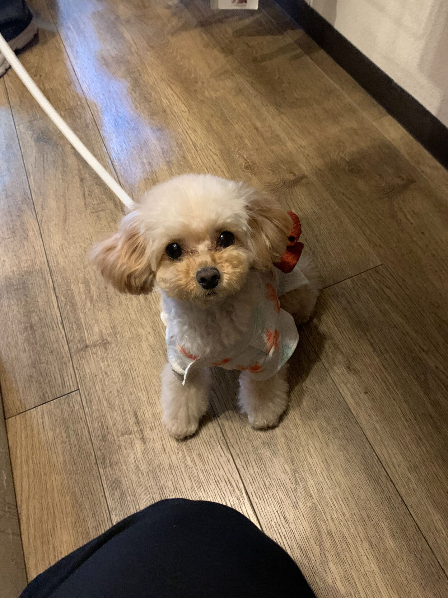 ルナちゃんご来店ありがとうございます😊