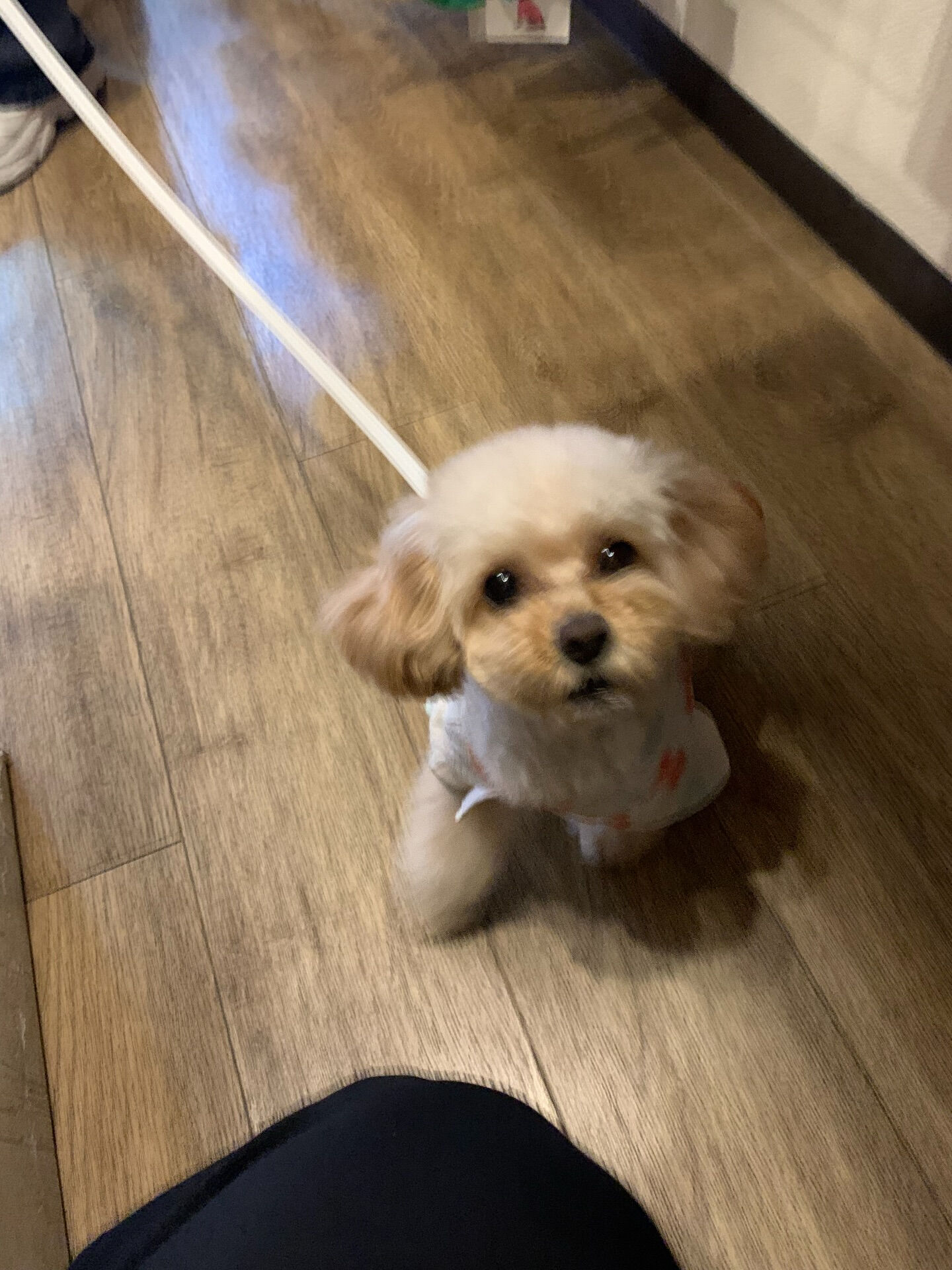 ルナちゃんご来店ありがとうございます😊