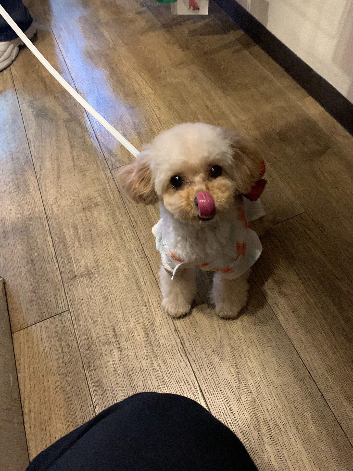 ルナちゃんご来店ありがとうございます😊