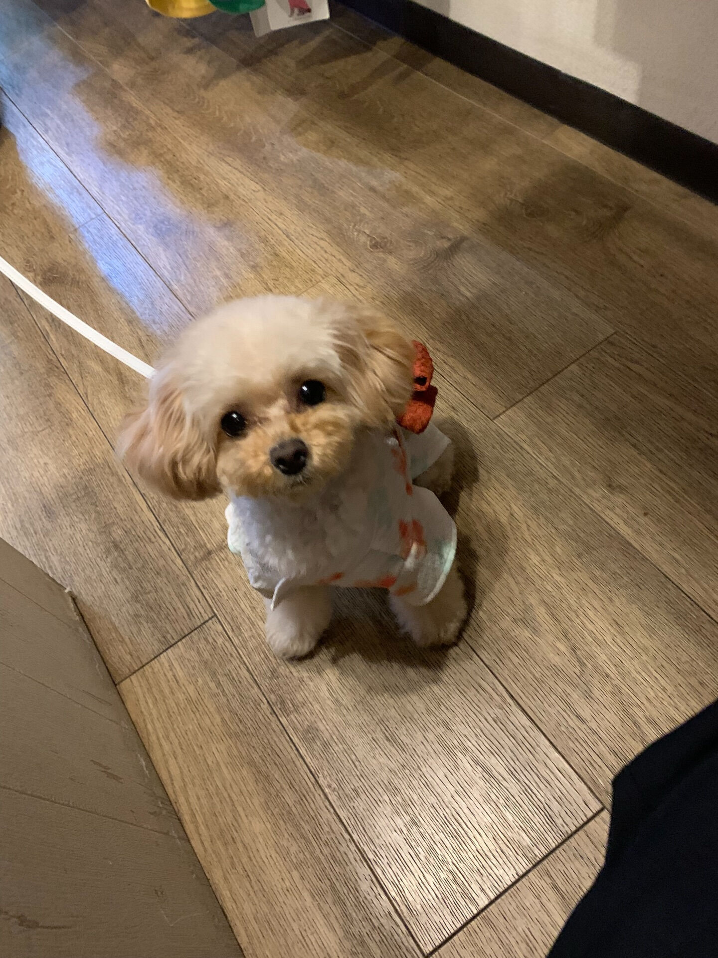 ルナちゃんご来店ありがとうございます😊