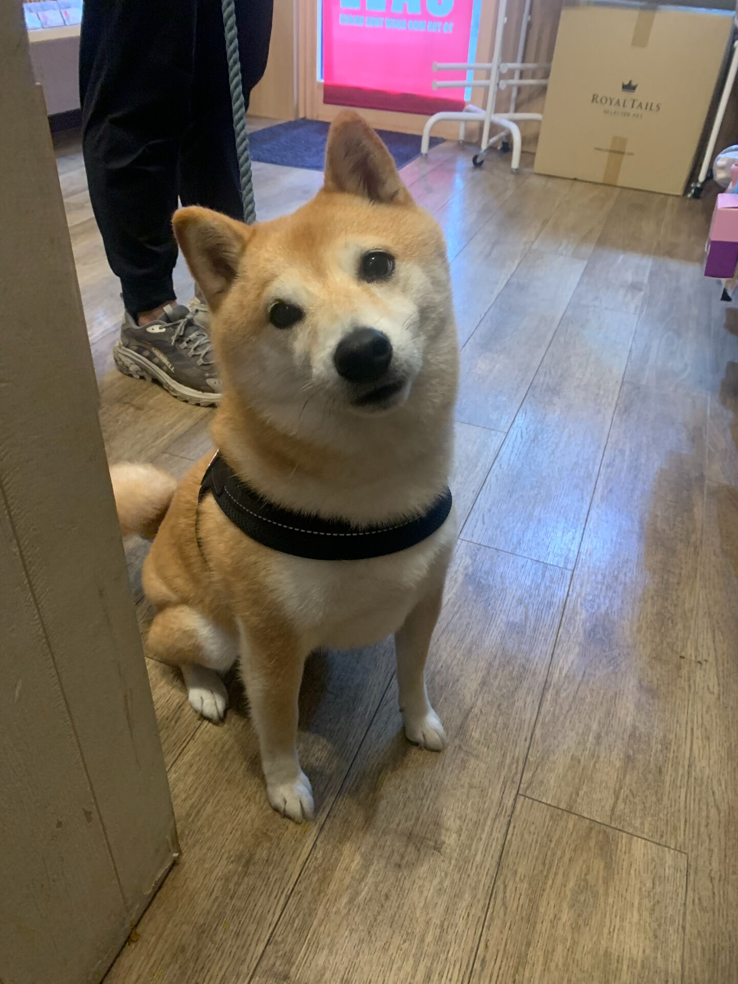 本日の大トリはハッピーちゃんでしたー！