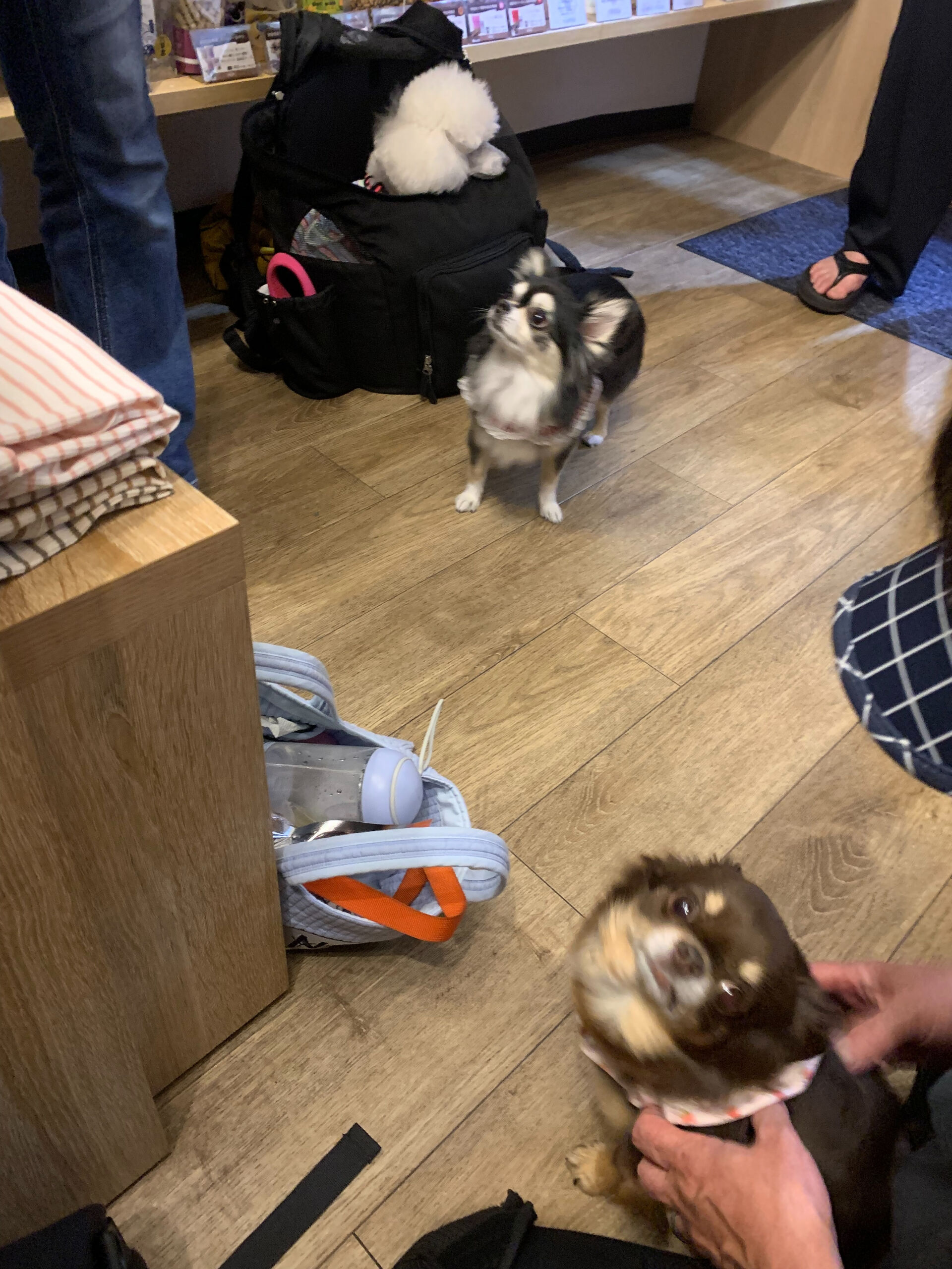 本日の大トリはポンスちゃん、こはるちゃん、テンちゃんでしたー