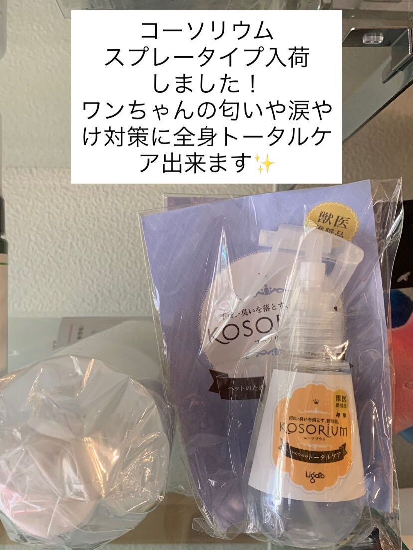 コーソリウム入荷しました！