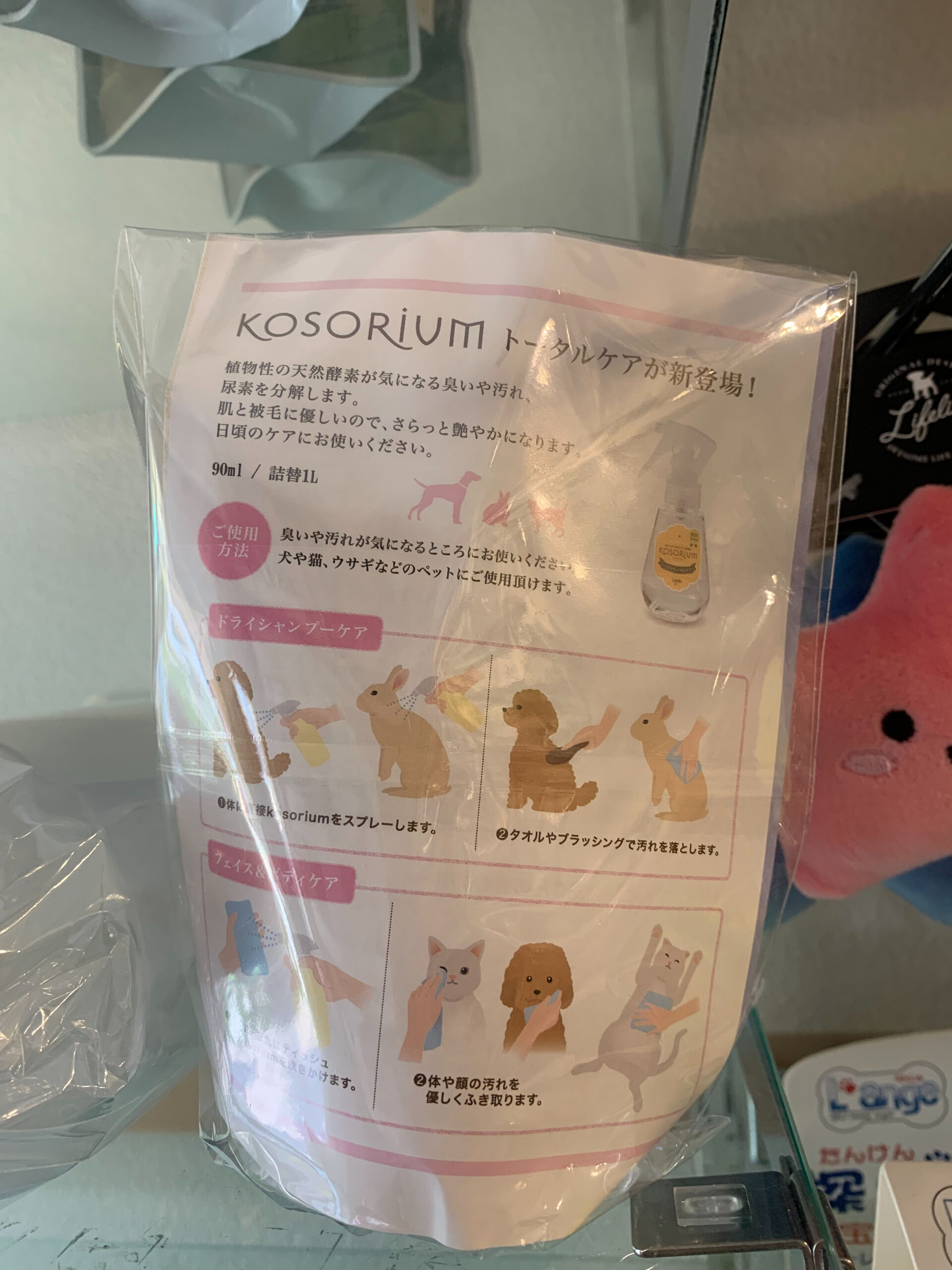 コーソリウム入荷しました！