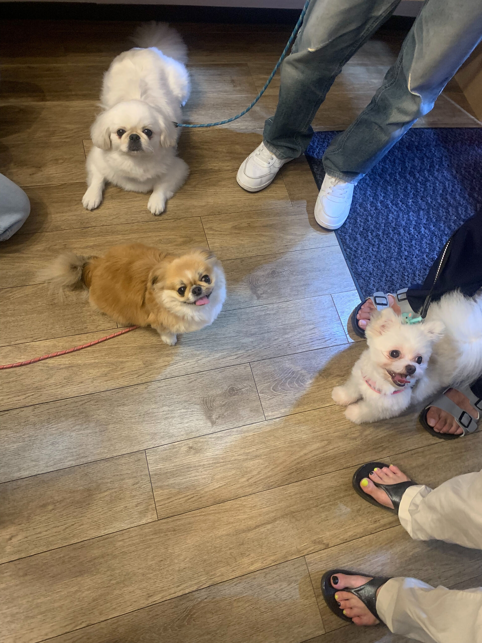 ハルくん、ナツくん、ももちゃん、はなちゃんご来店ありがとうご
