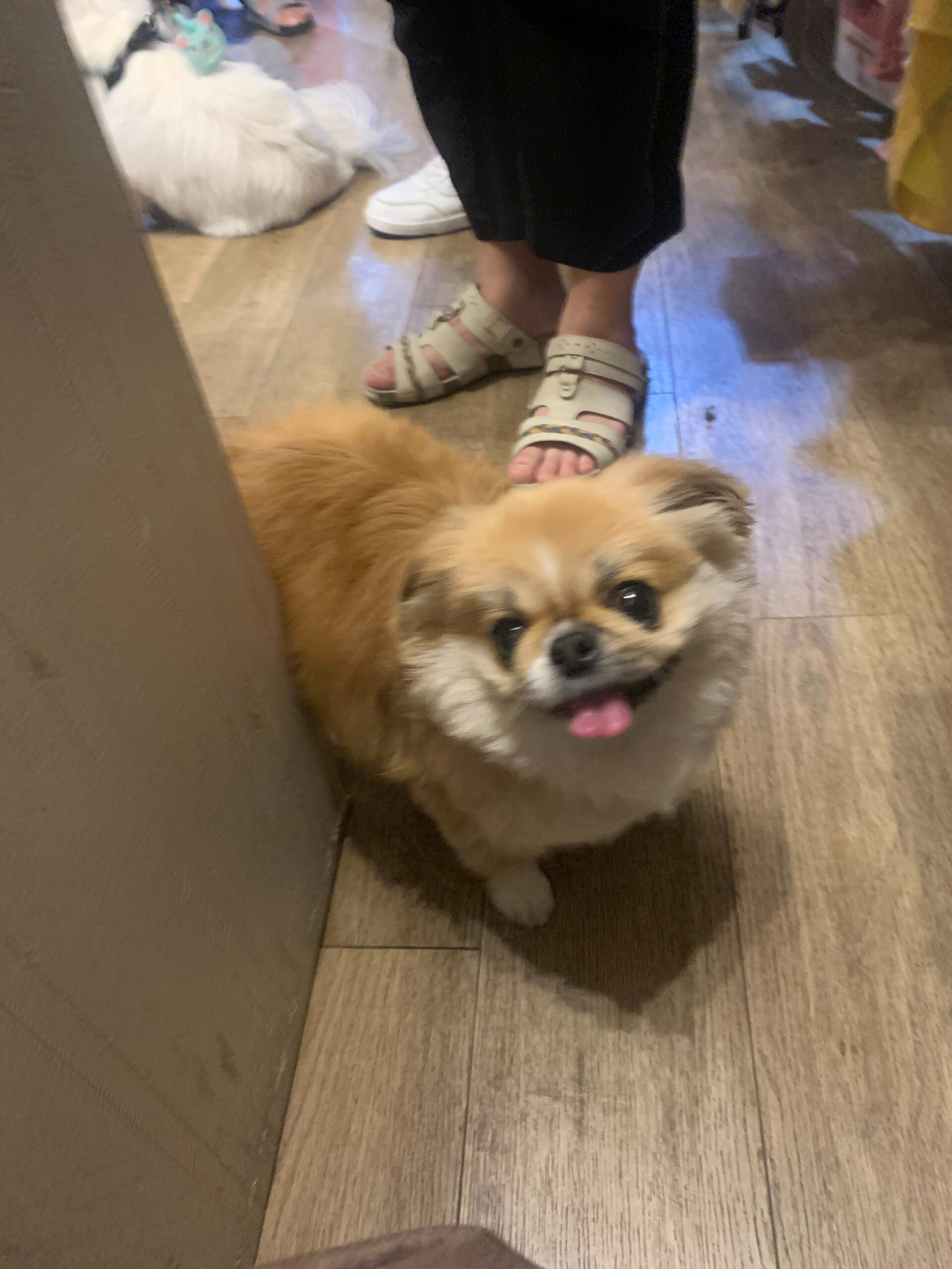 ハルくん、ナツくん、ももちゃん、はなちゃんご来店ありがとうご