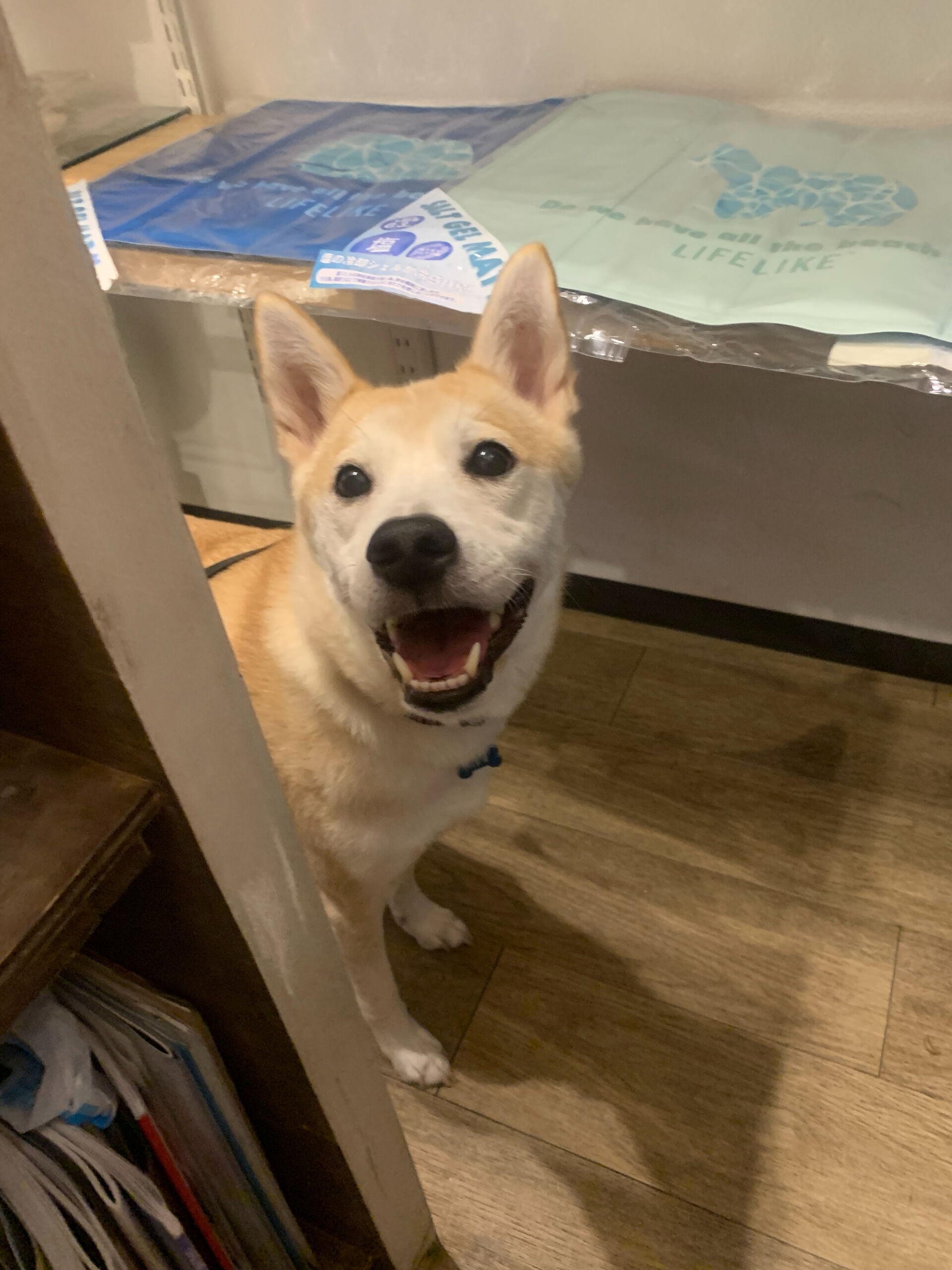 こむぎくんご来店ありがとうございます😊