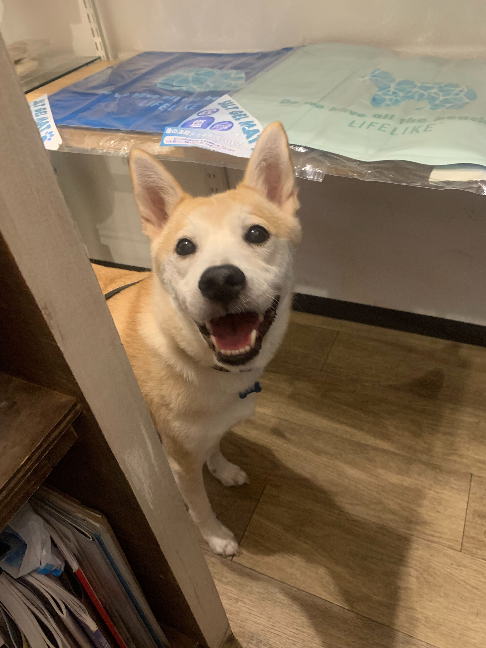 こむぎくんご来店ありがとうございます😊