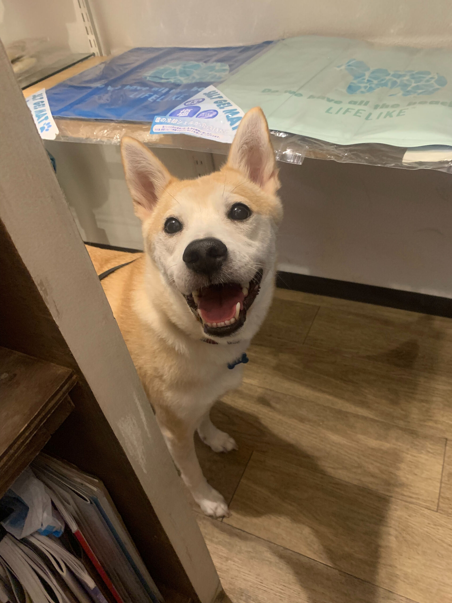 こむぎくんご来店ありがとうございます😊