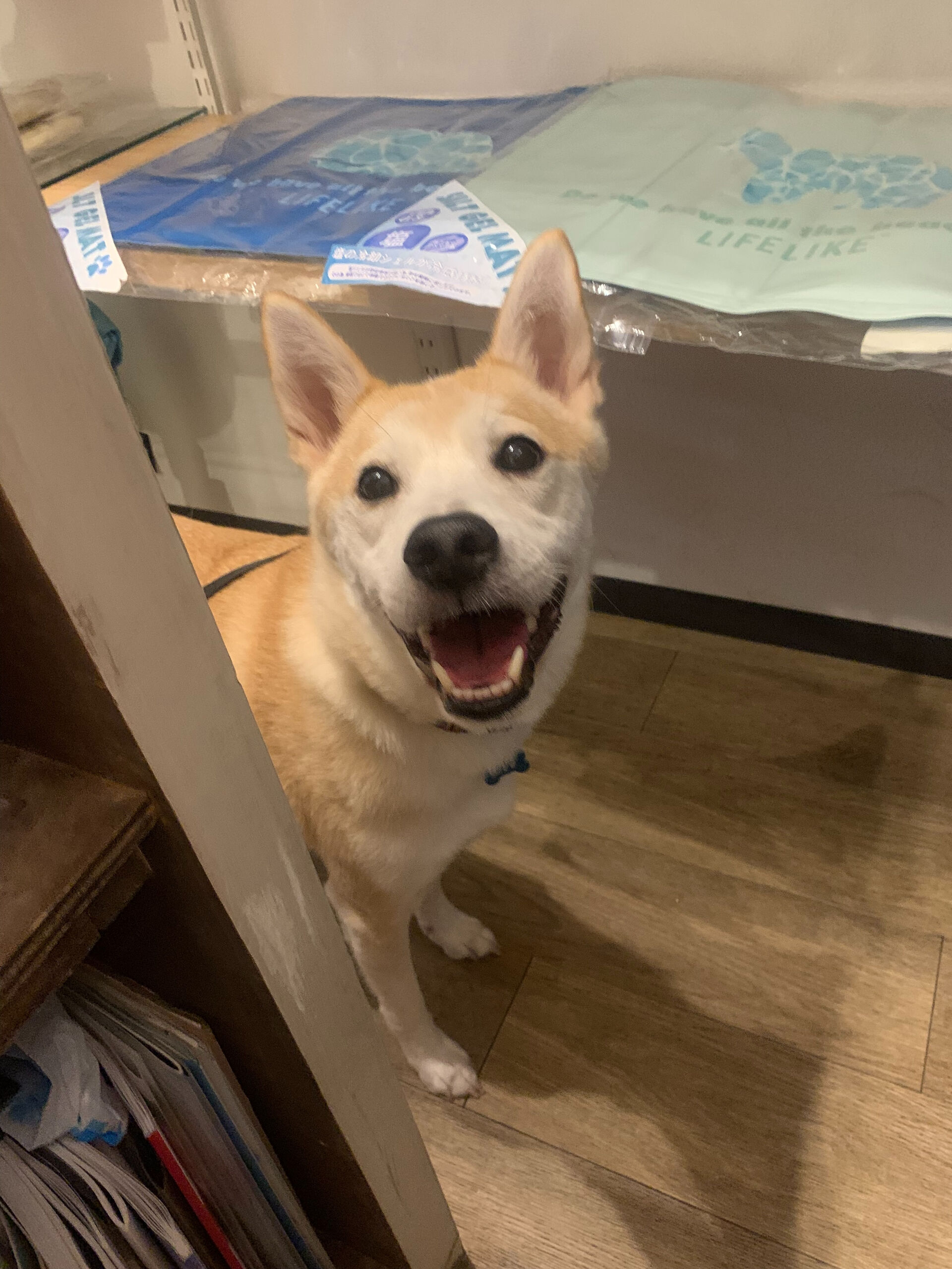 こむぎくんご来店ありがとうございます😊