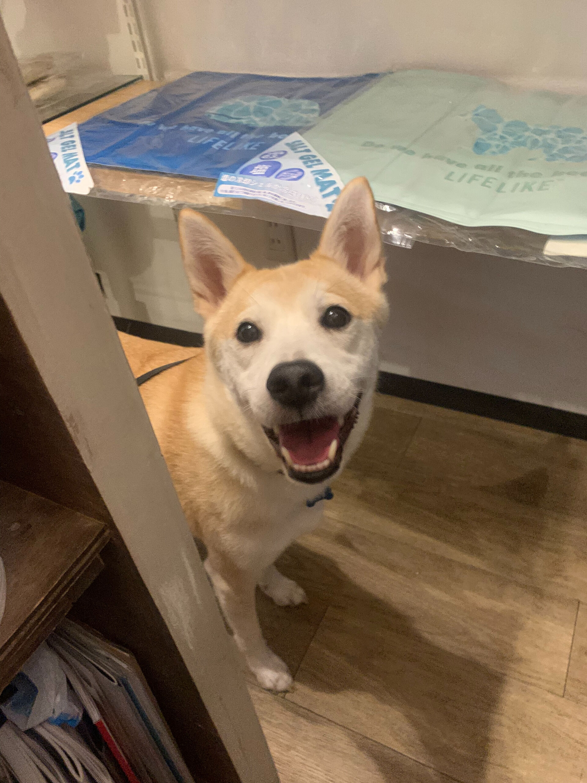 こむぎくんご来店ありがとうございます😊